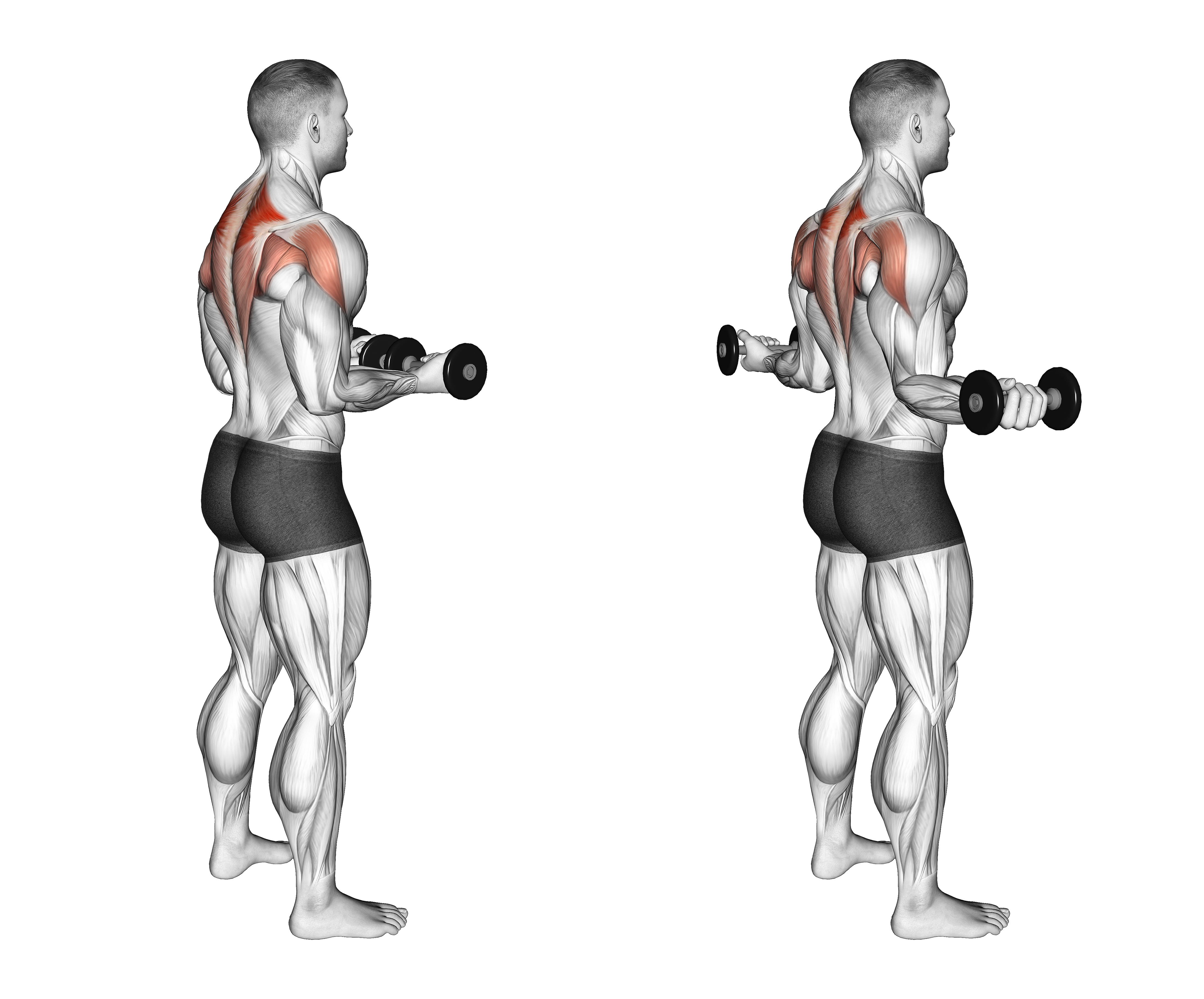 Dumbbell Standing Scapular External Rotation