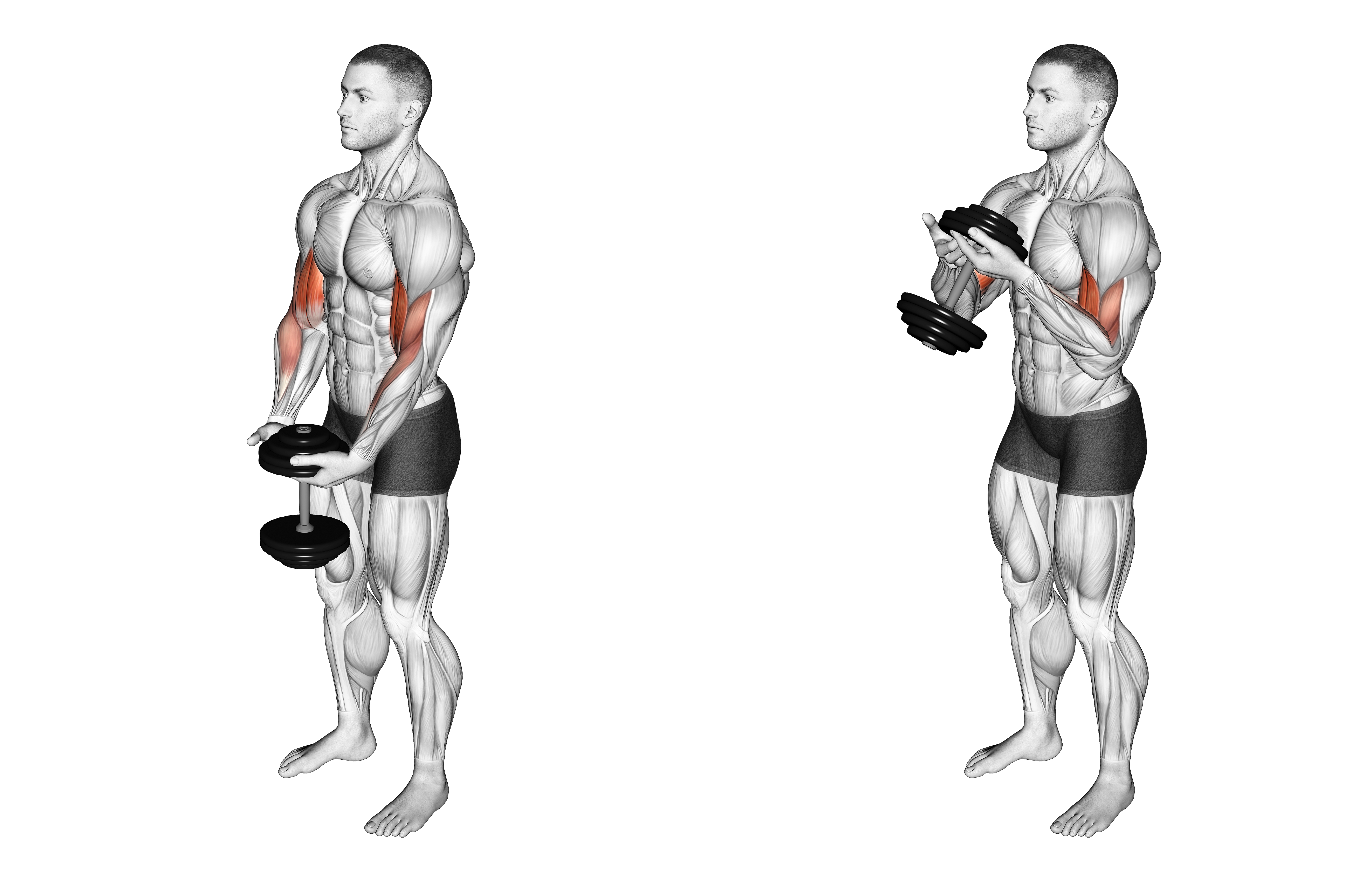 Dumbbell Standing Single Spider Curl