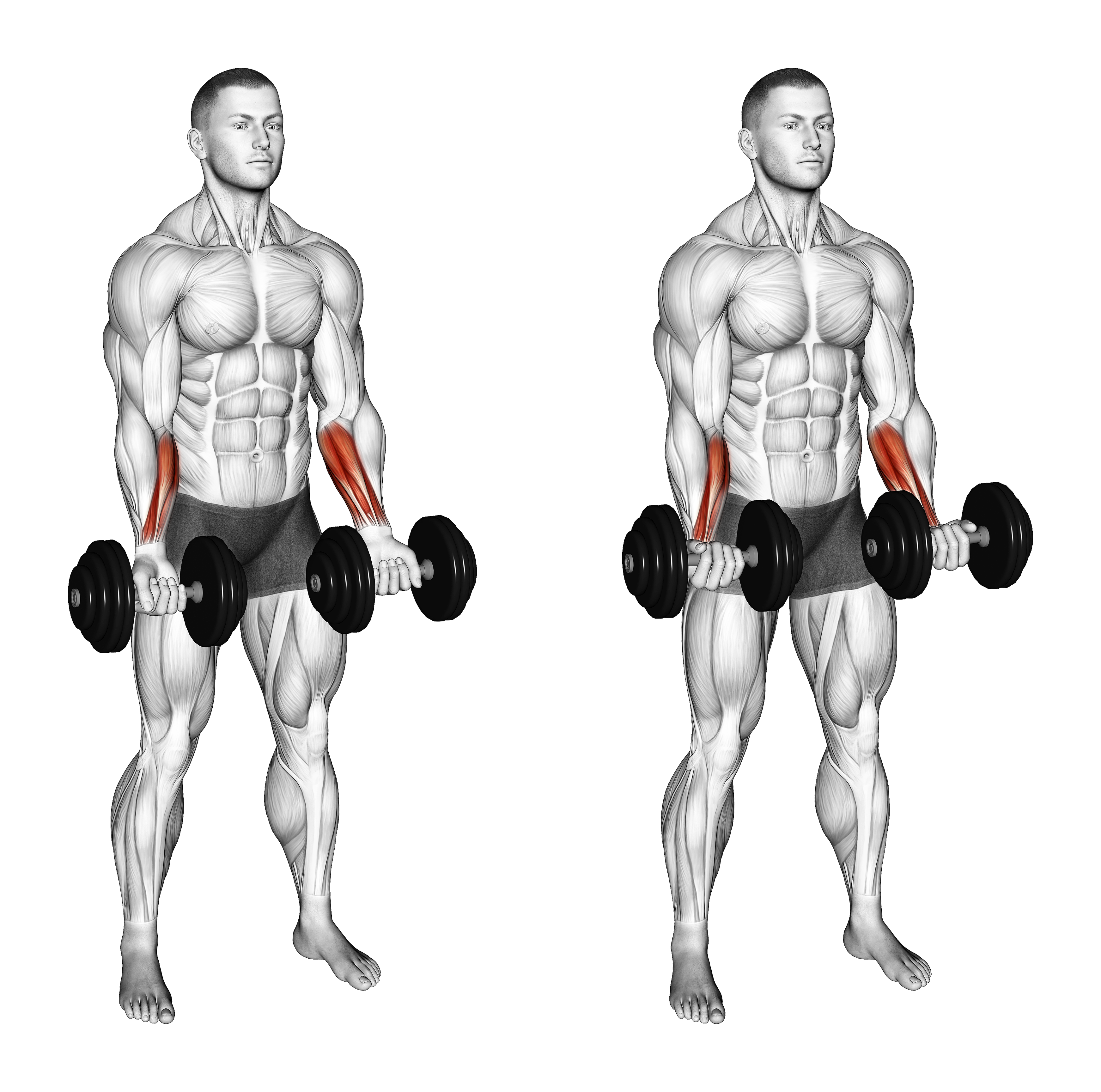 Dumbbell Standing Wrist Curl