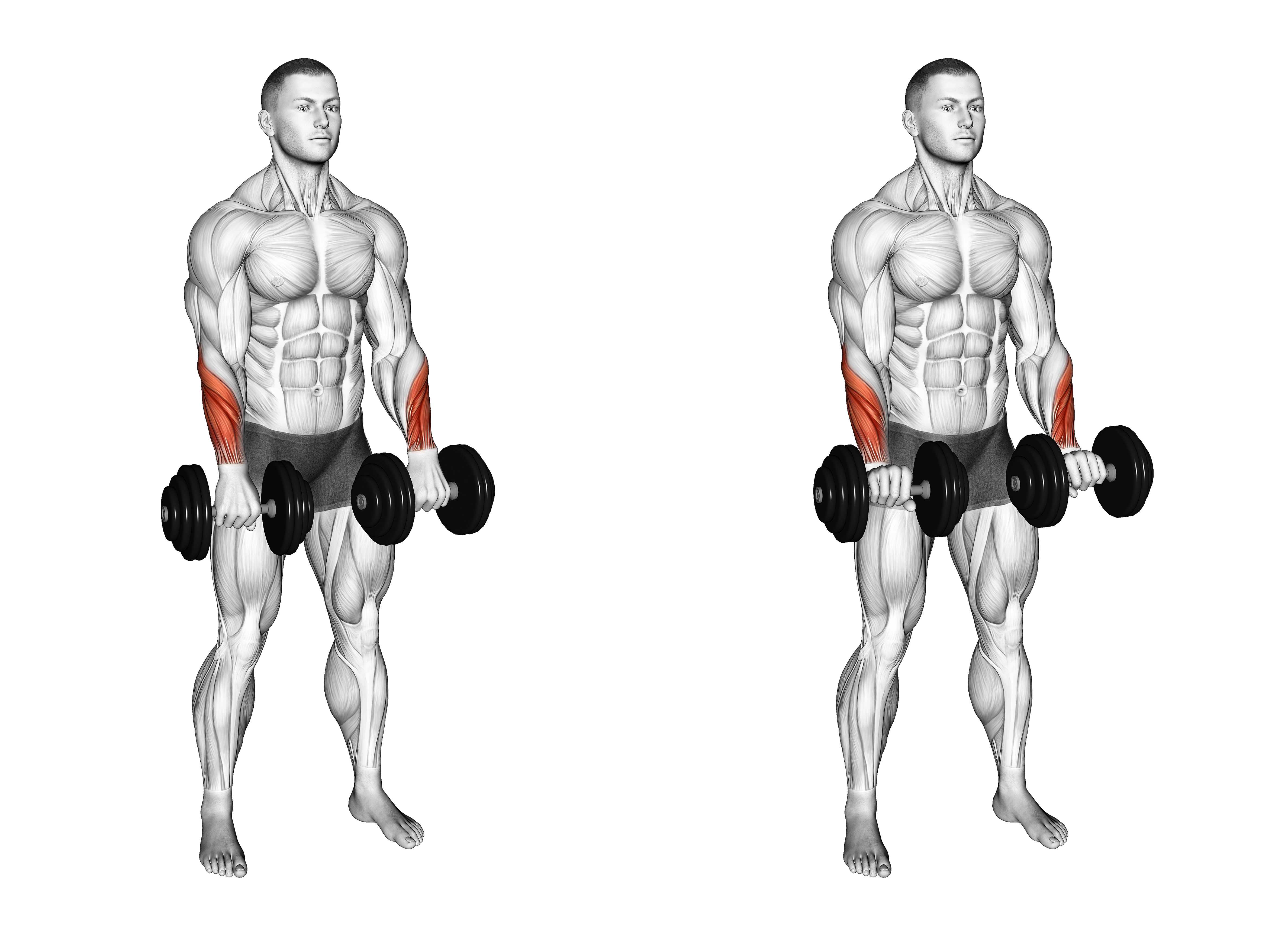 Dumbbell Standing Wrist Reverse Curl