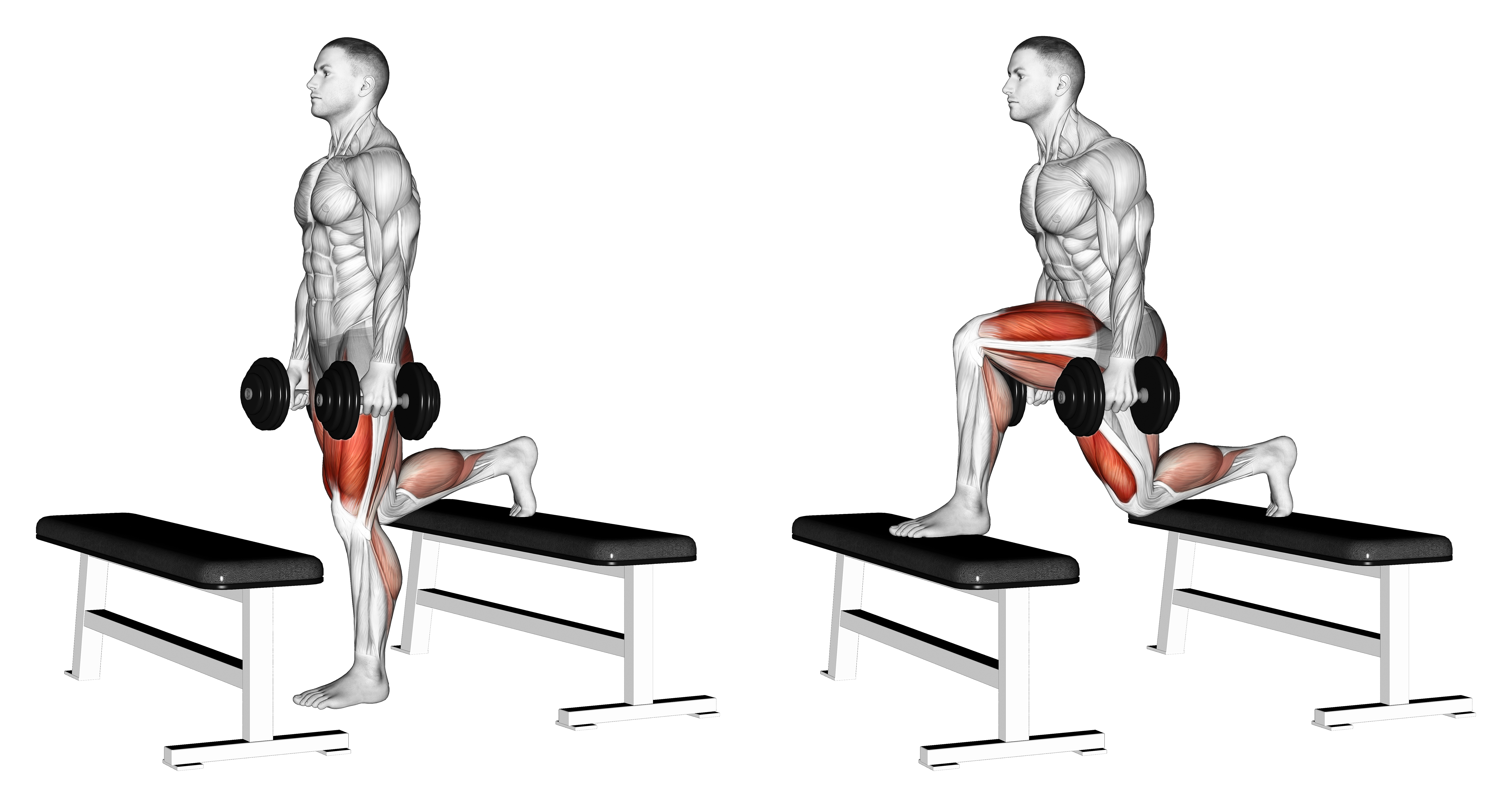 Dumbbell Step Up Lunge