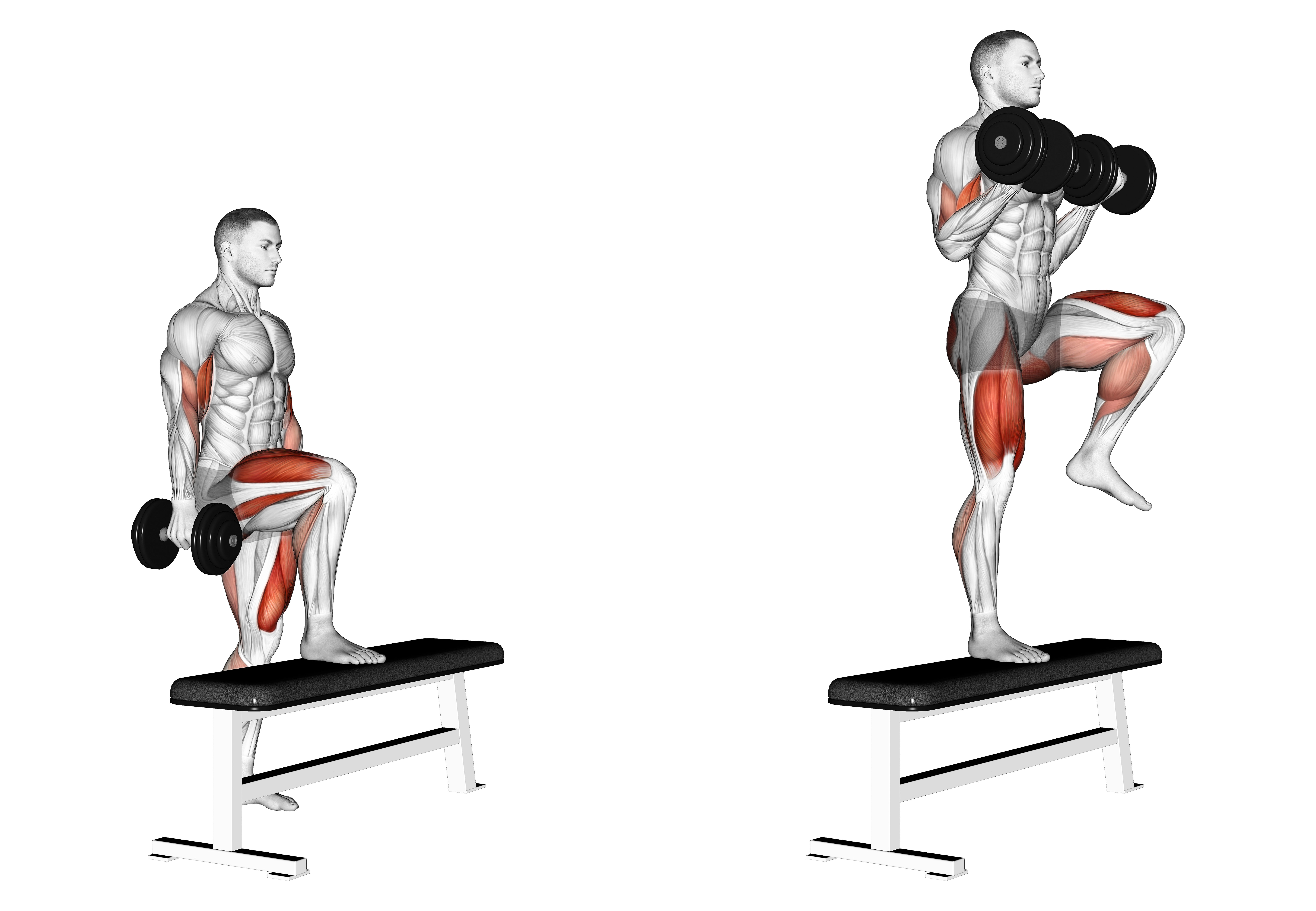 Dumbbell Step Up Single Leg Balance With Bicep Curl