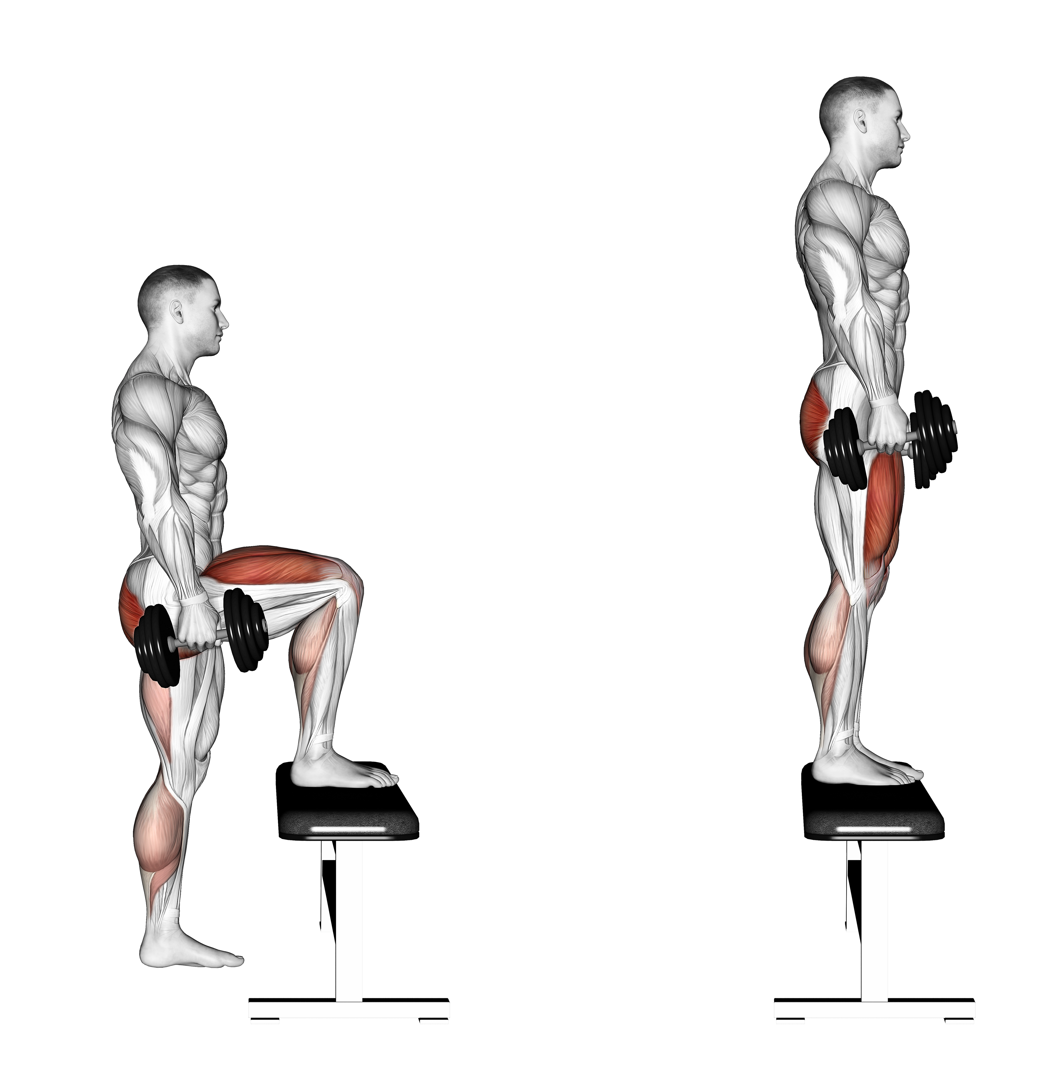 Dumbbell Step Up