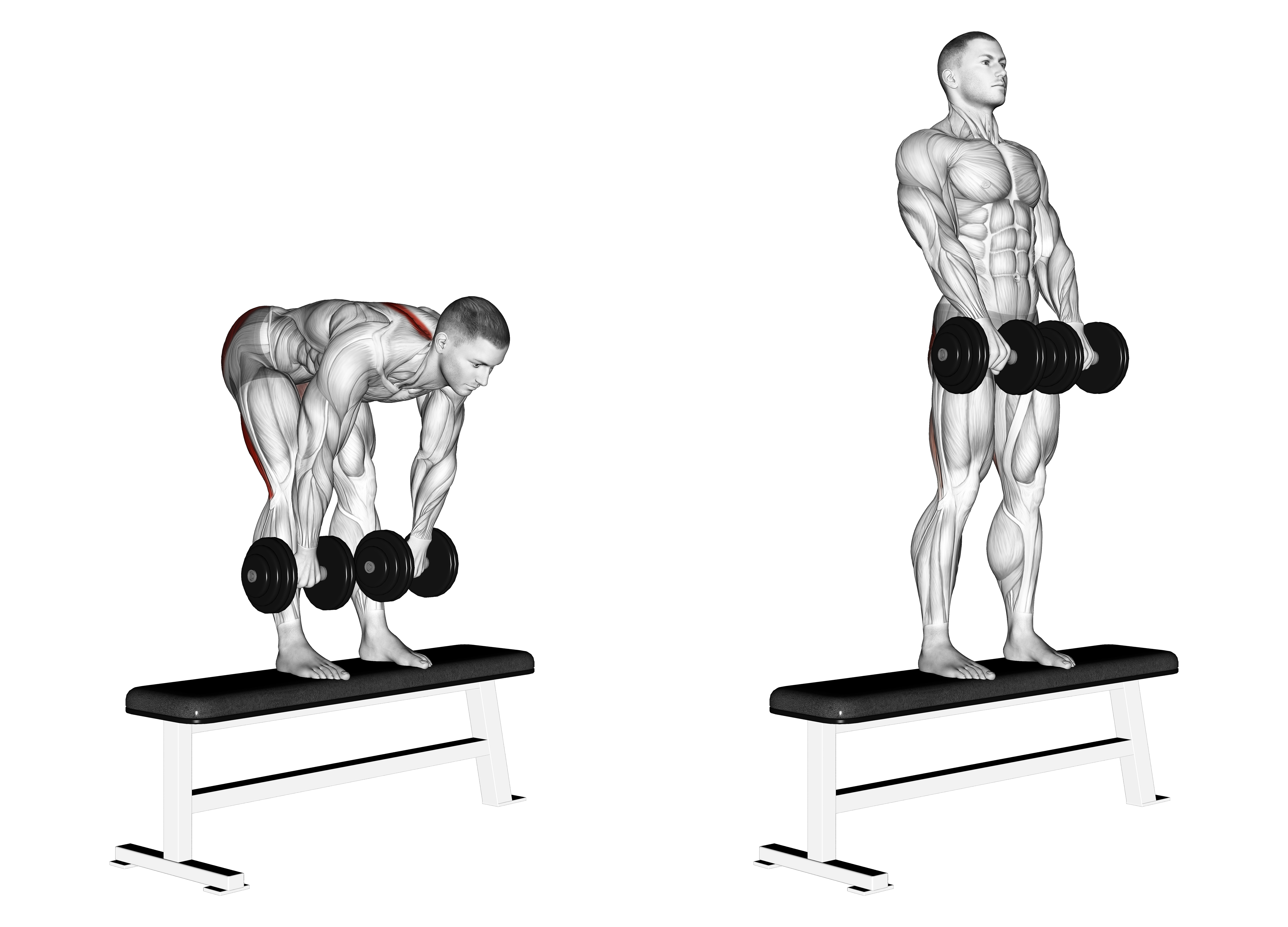 Dumbbell Stiff Leg Deadlift On Bench