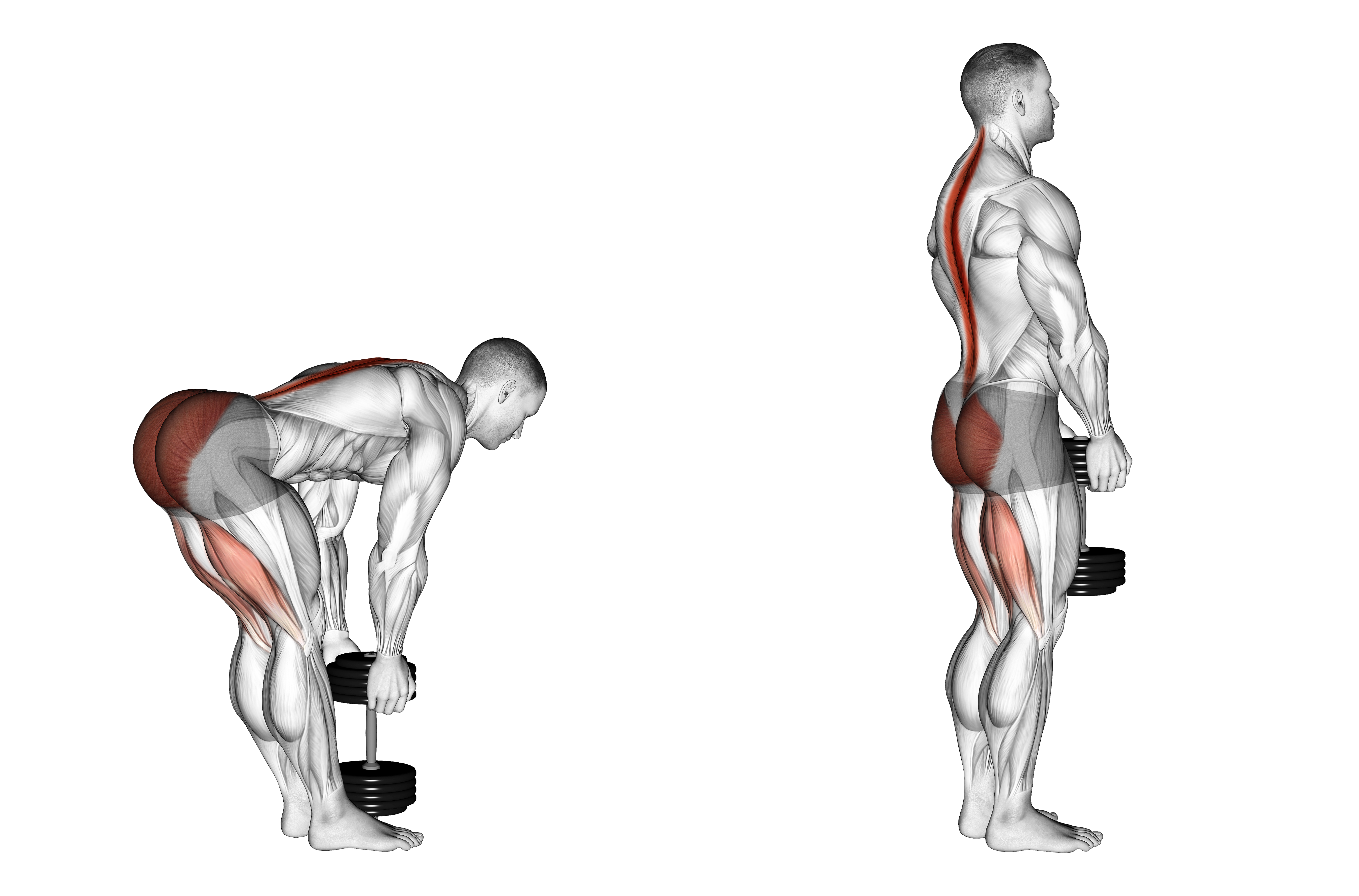 Dumbbell Stiff Leg Deadlift