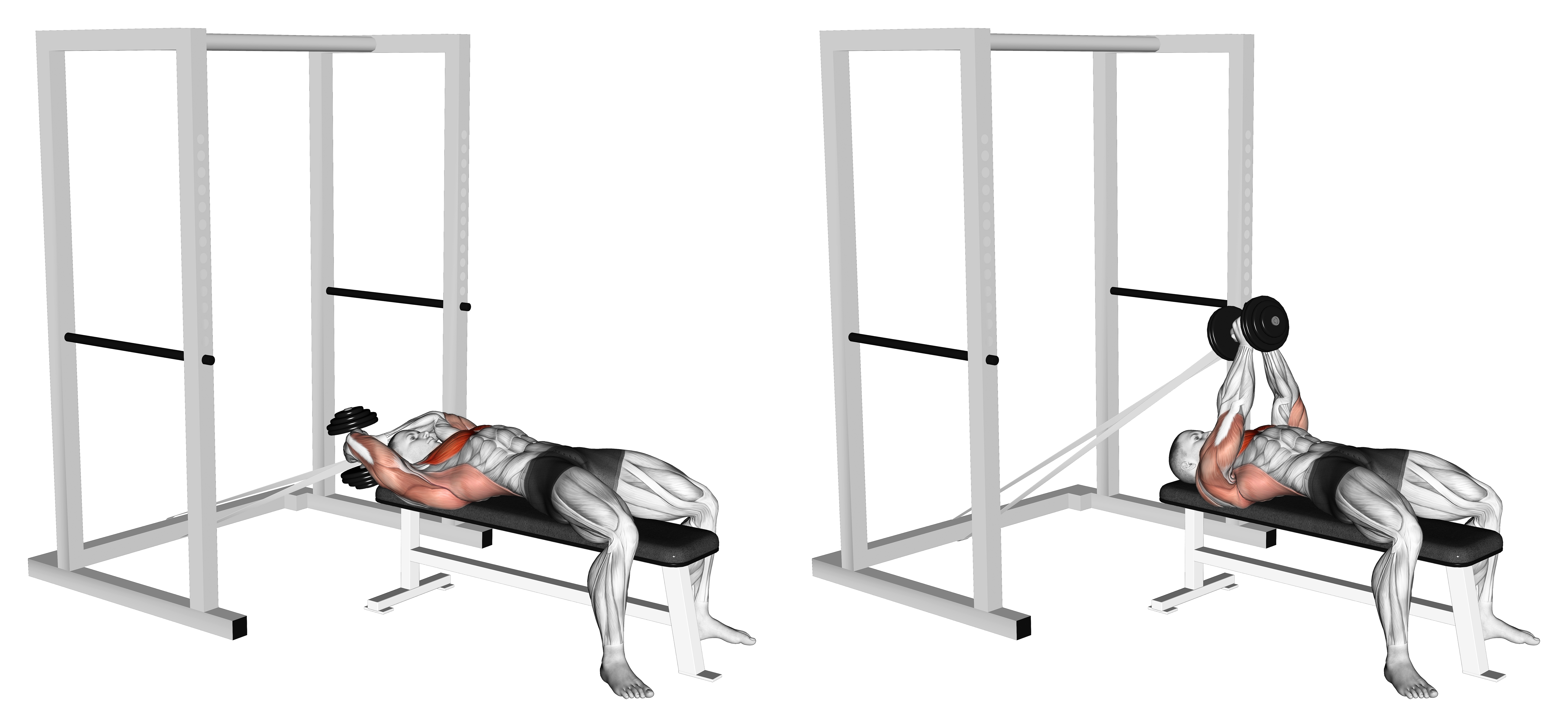 Dumbbell Straight Arm Pullover With Hanging Band Technique 