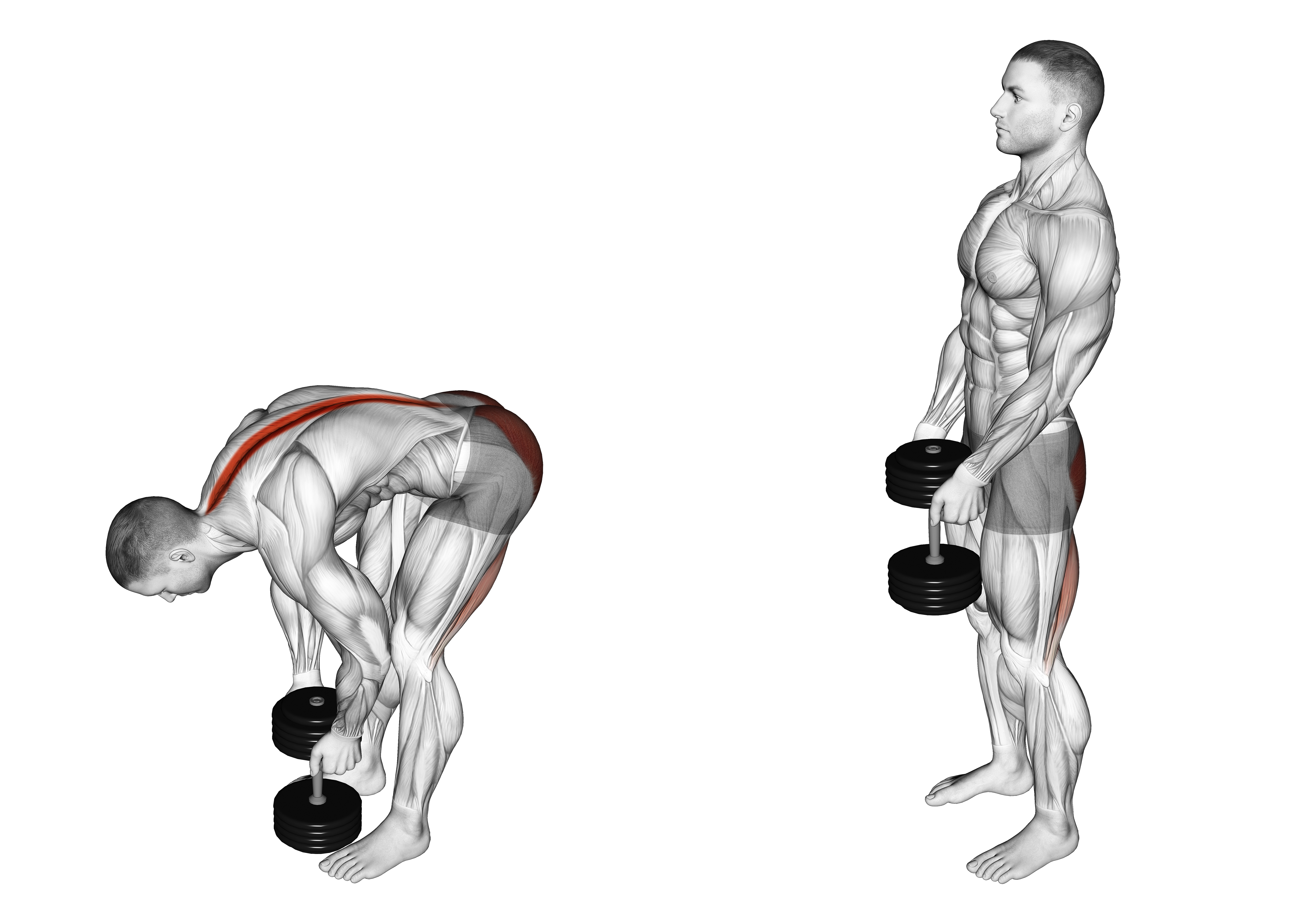 Dumbbell Straight Legs Deadlift