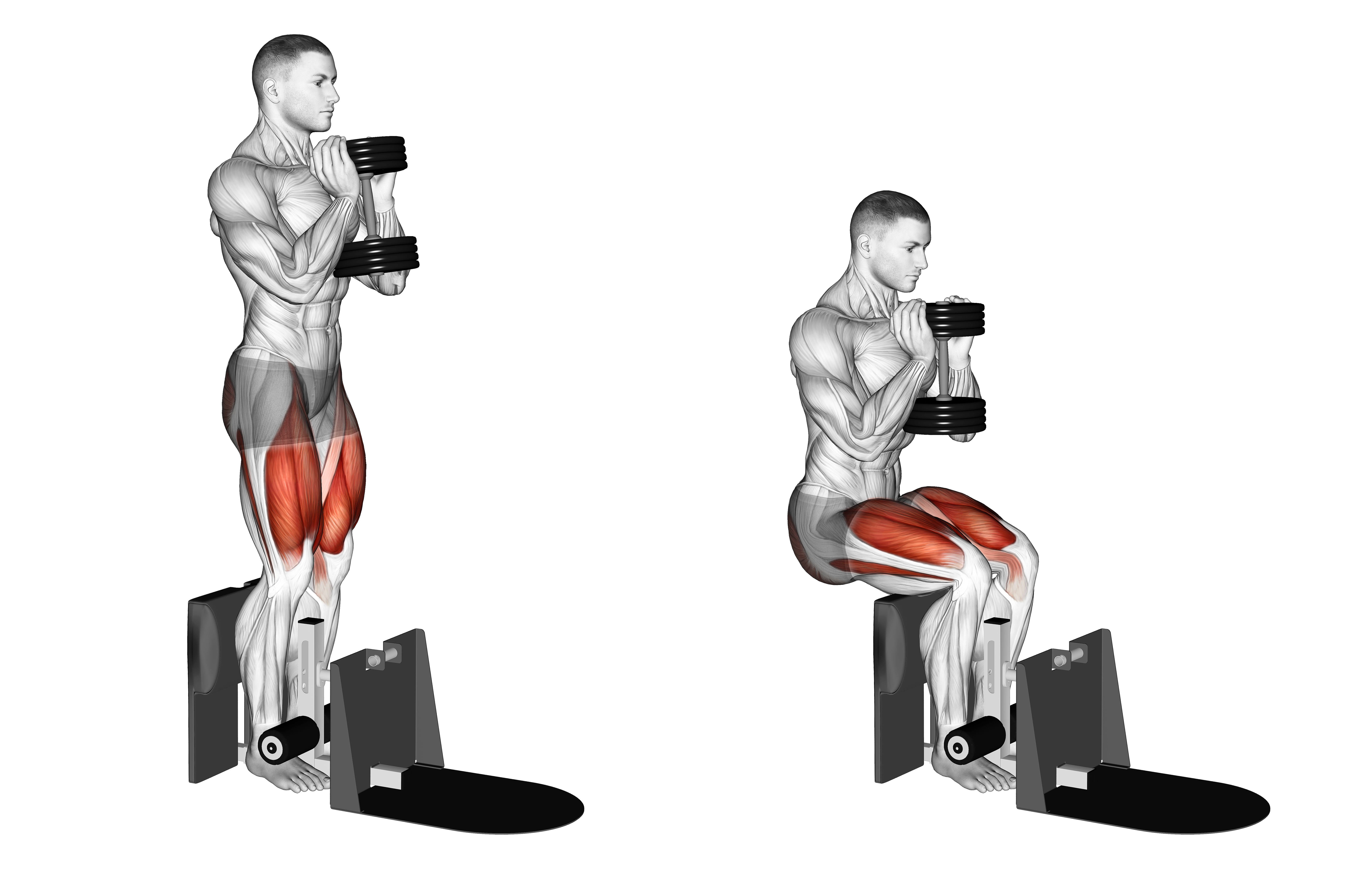 Dumbbell Supported Squat