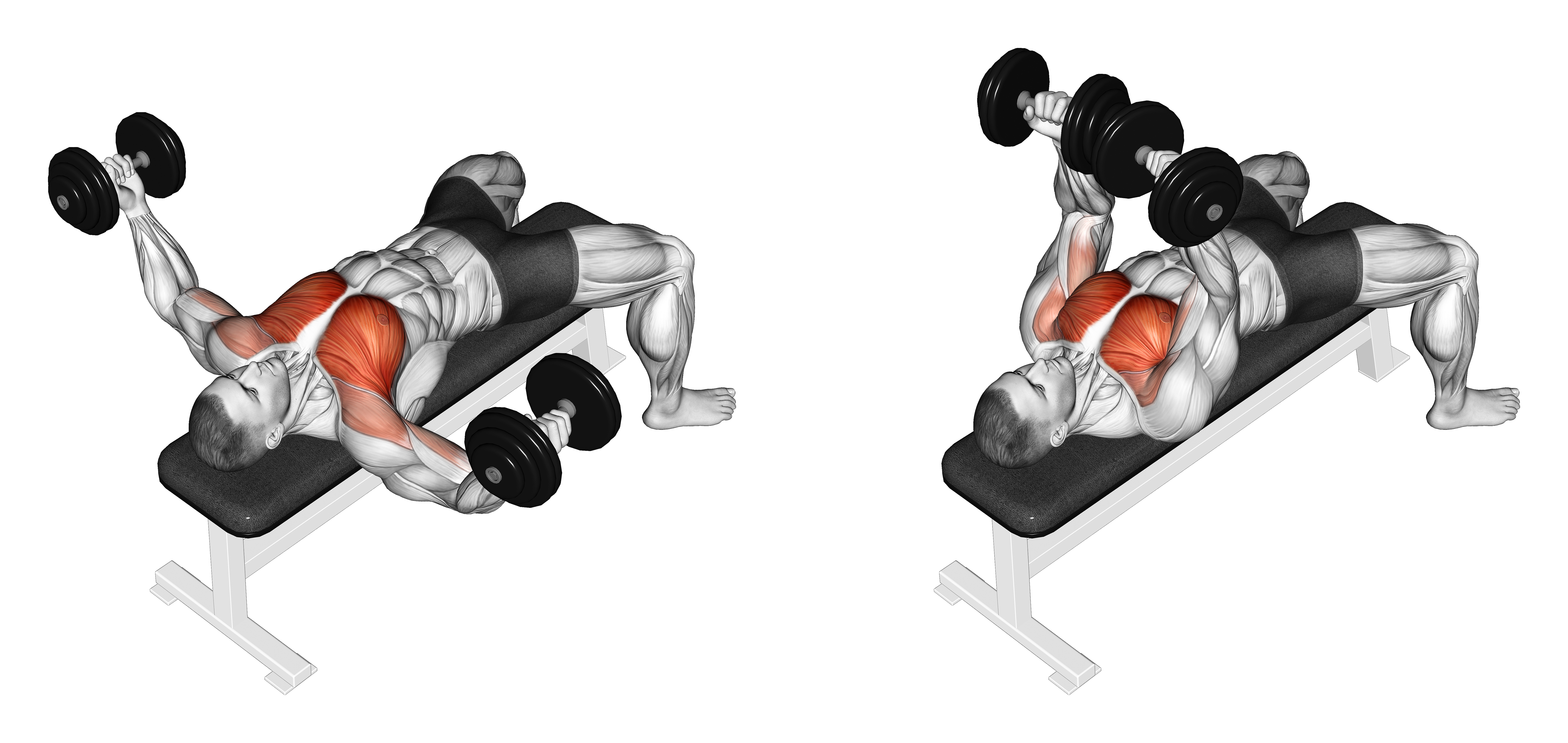 Dumbbell Twisted Fly