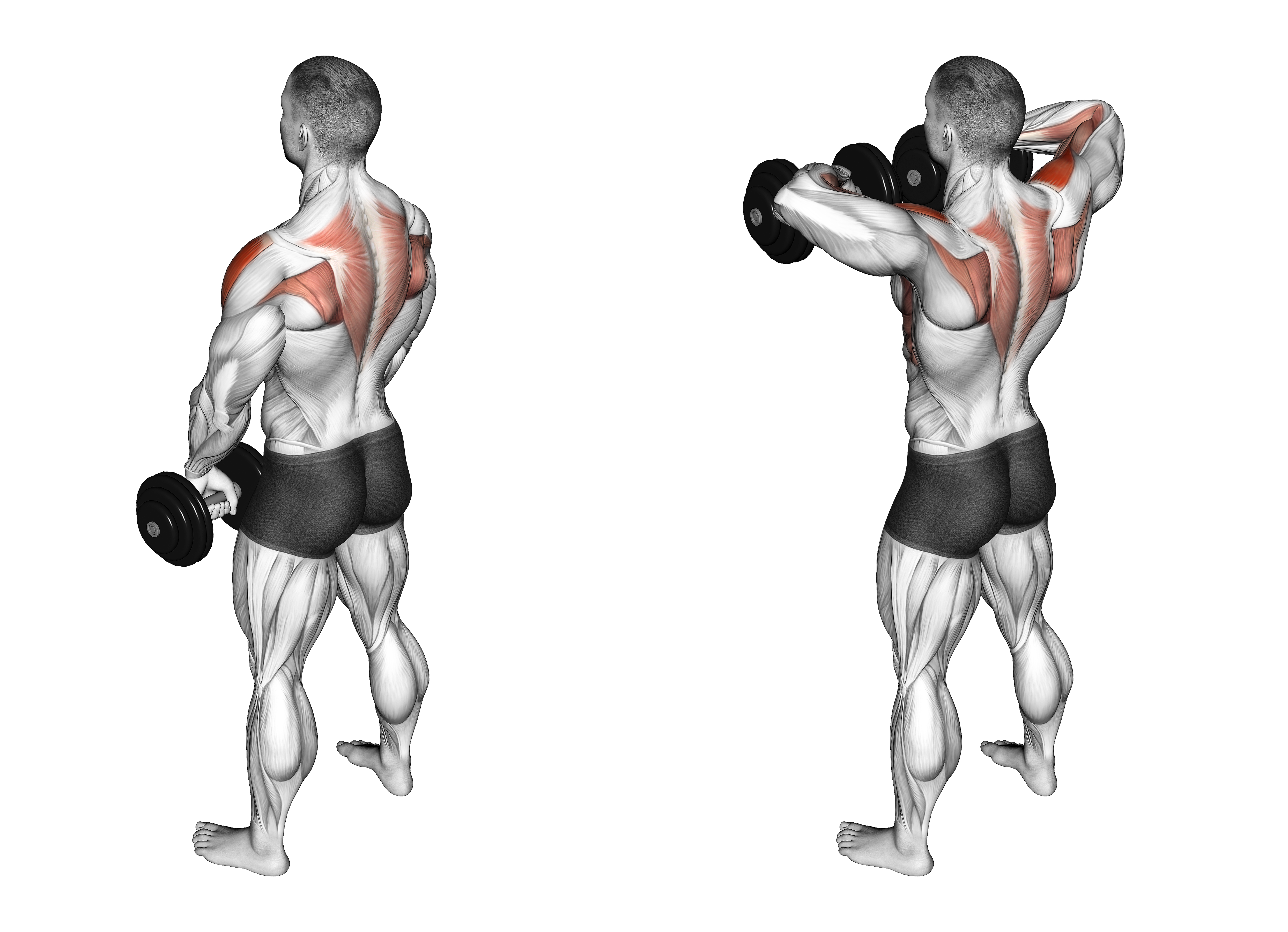 Dumbbell Upright Row