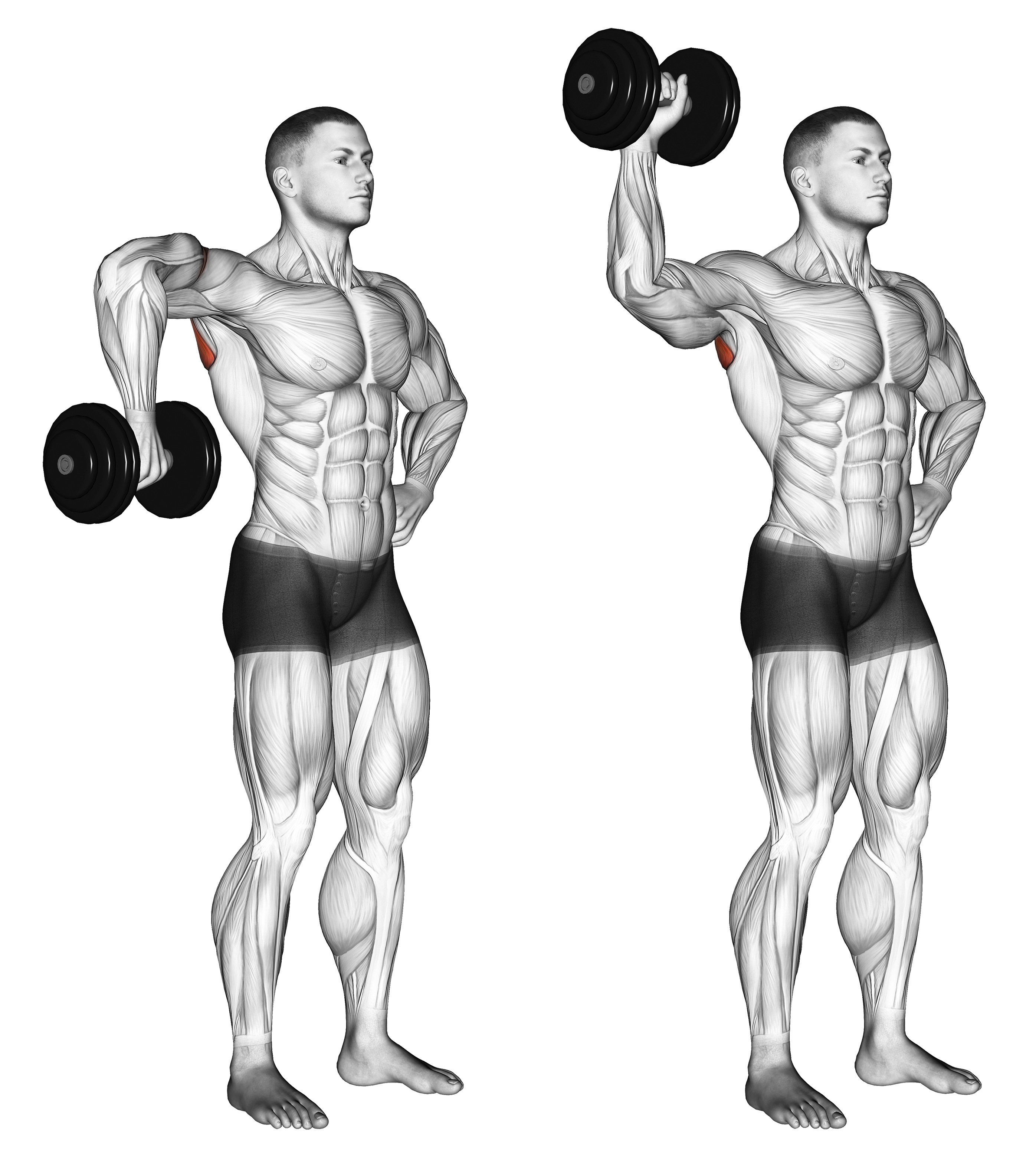Dumbbell Upright Shoulder External Rotation