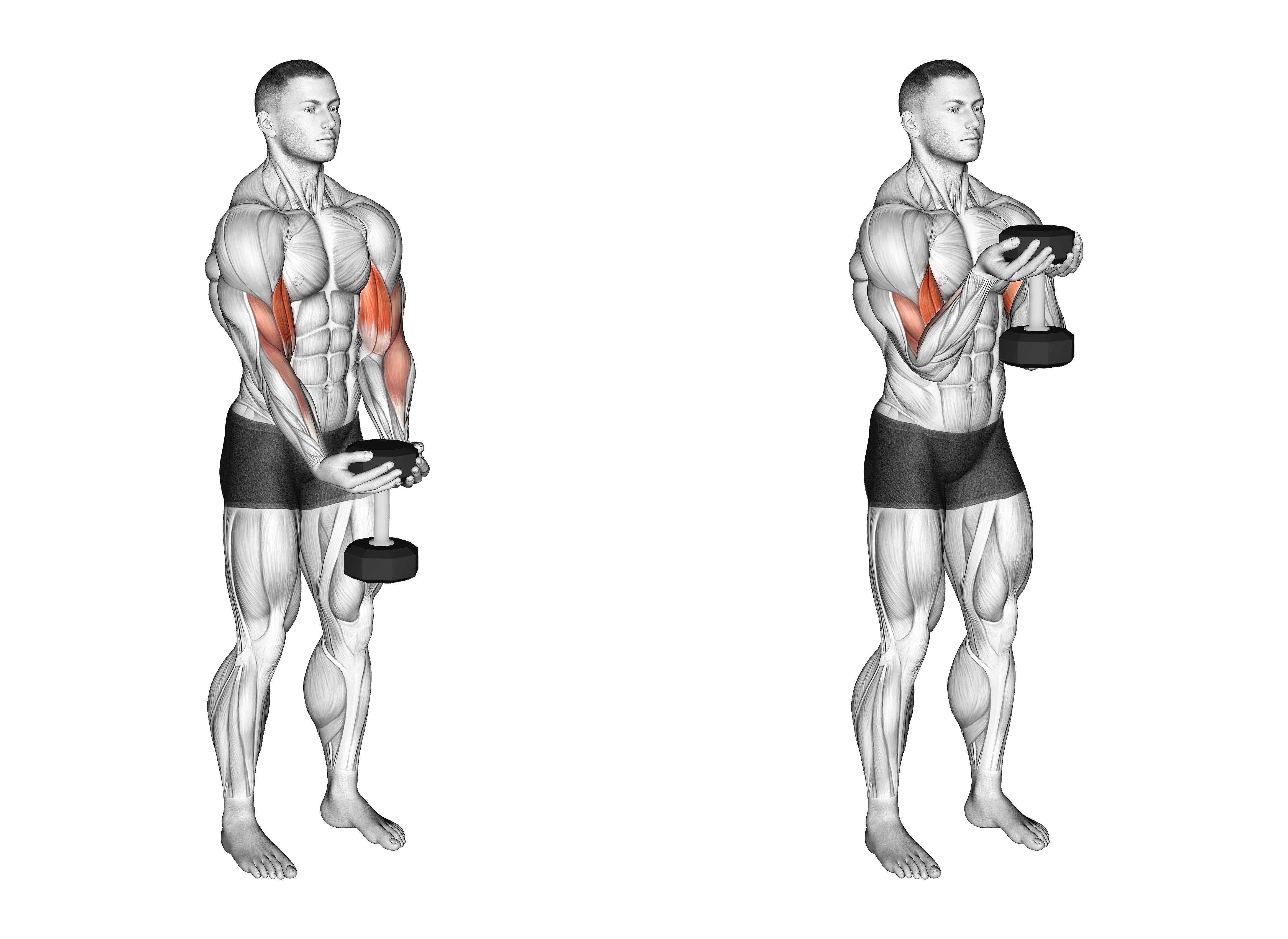 Dumbbell Waiter Biceps Curl