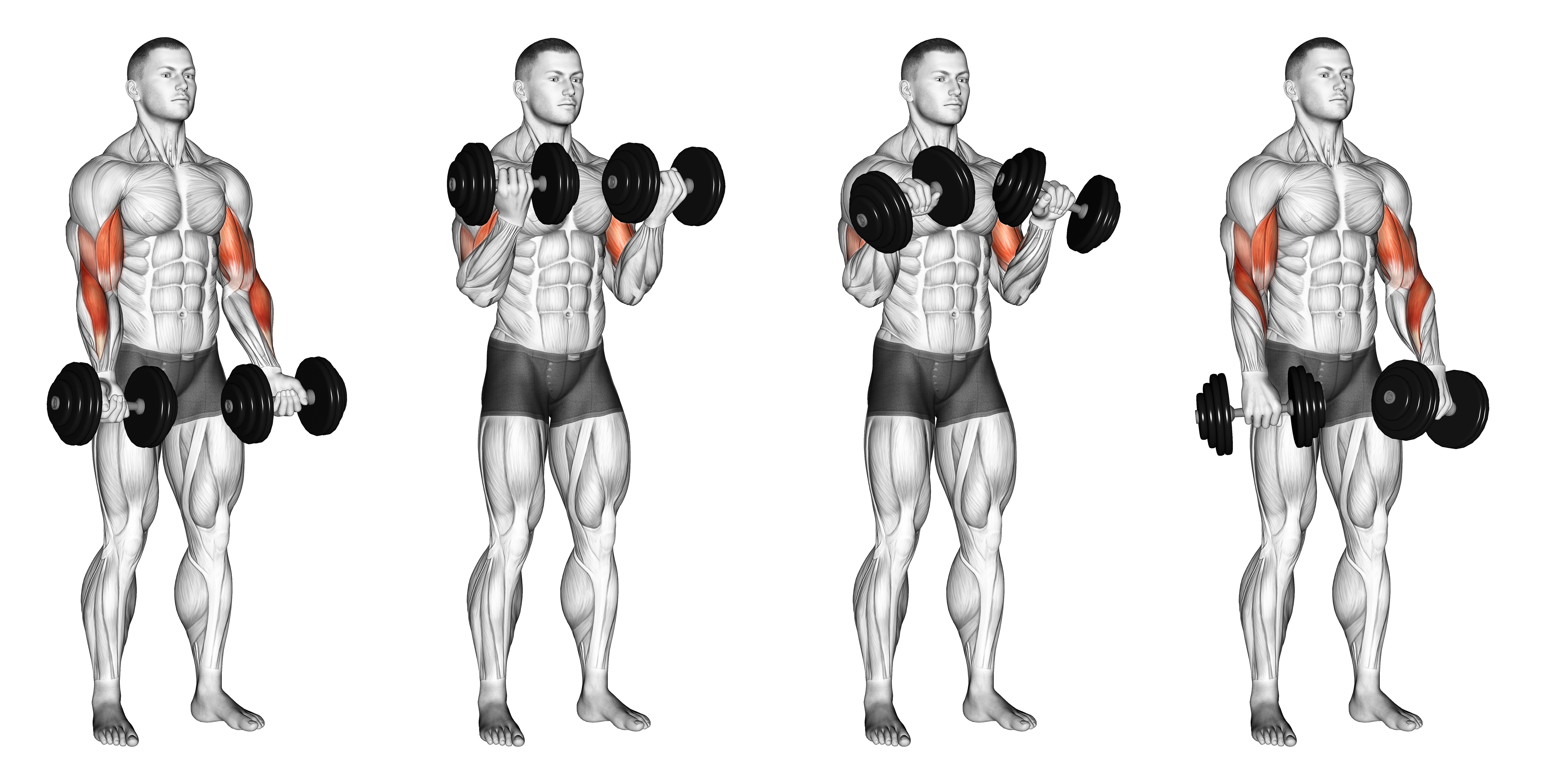 Dumbbell Zottman Curl