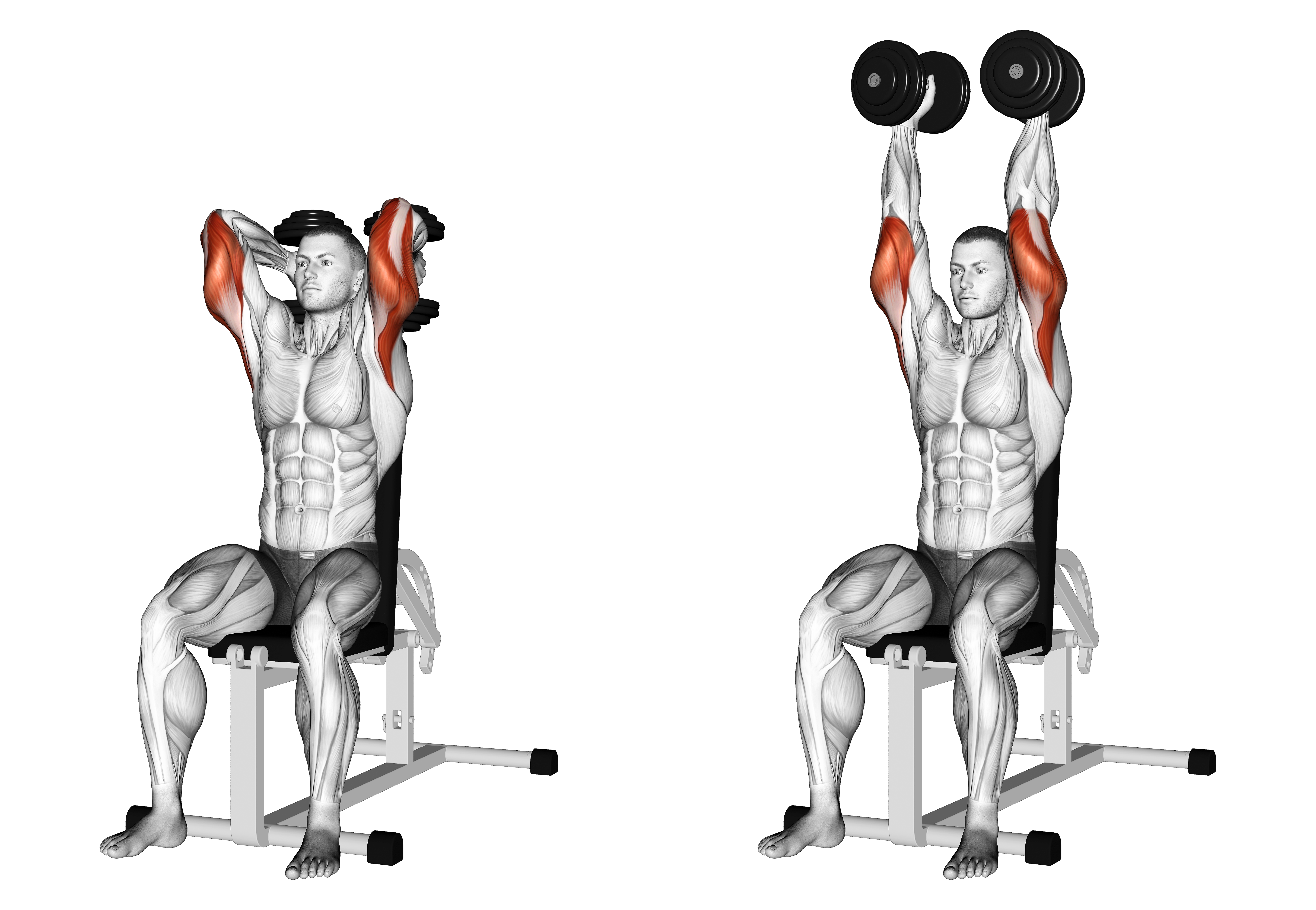 Dumbbells Seated Triceps Extension
