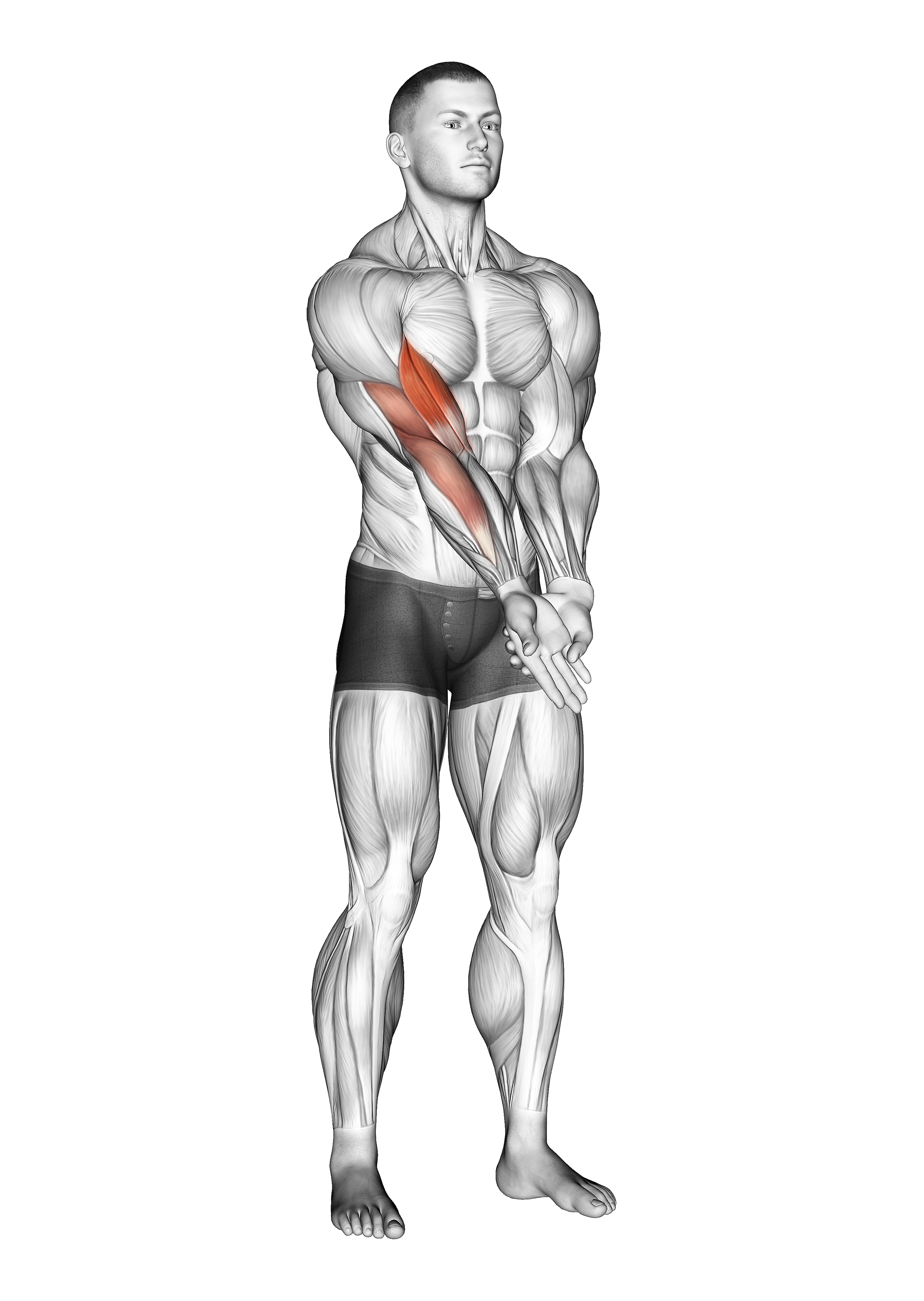 Elbow Extension And Supination Pronation Forearm Stretch