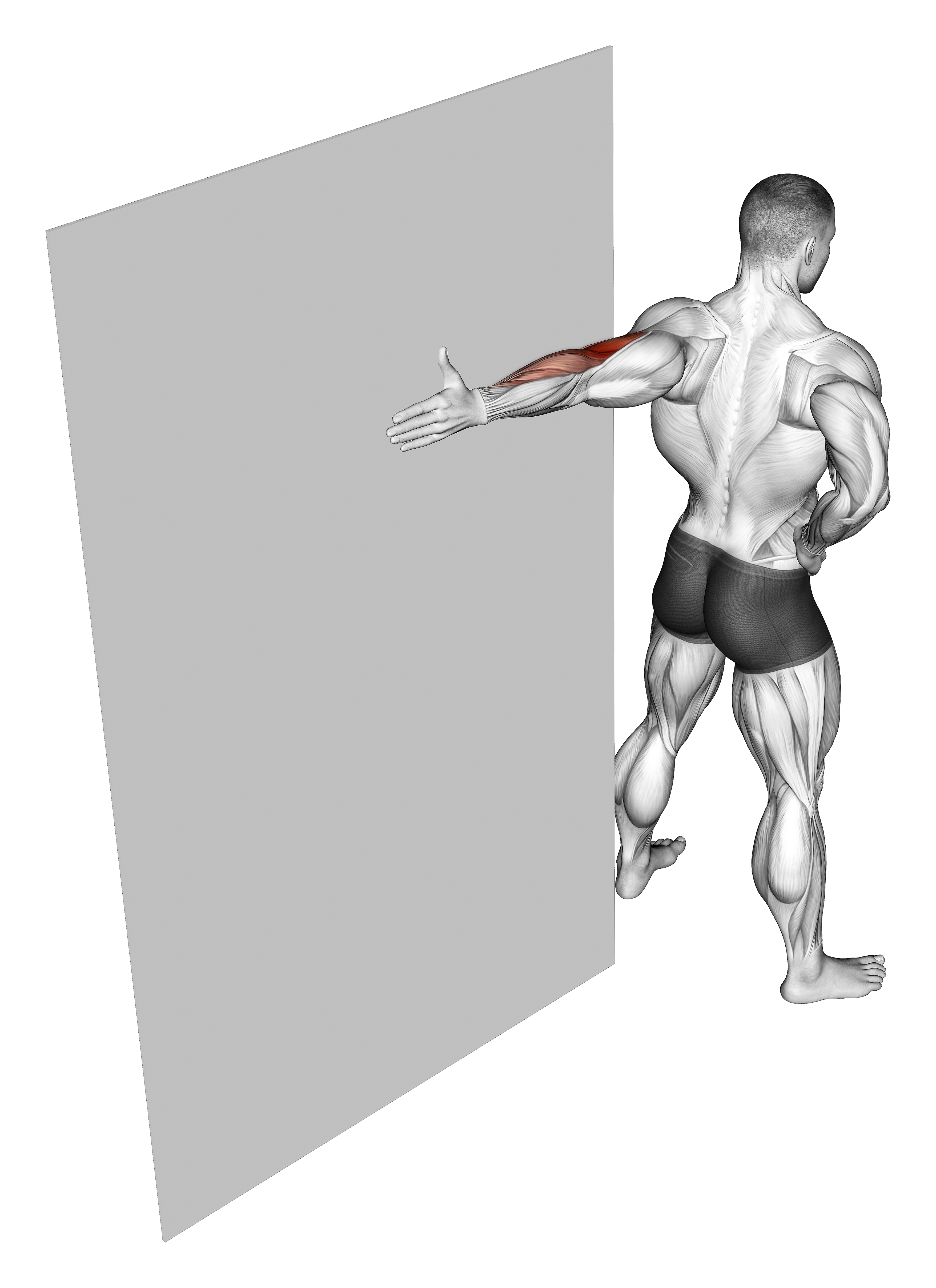 Elbow Flexor Stretch