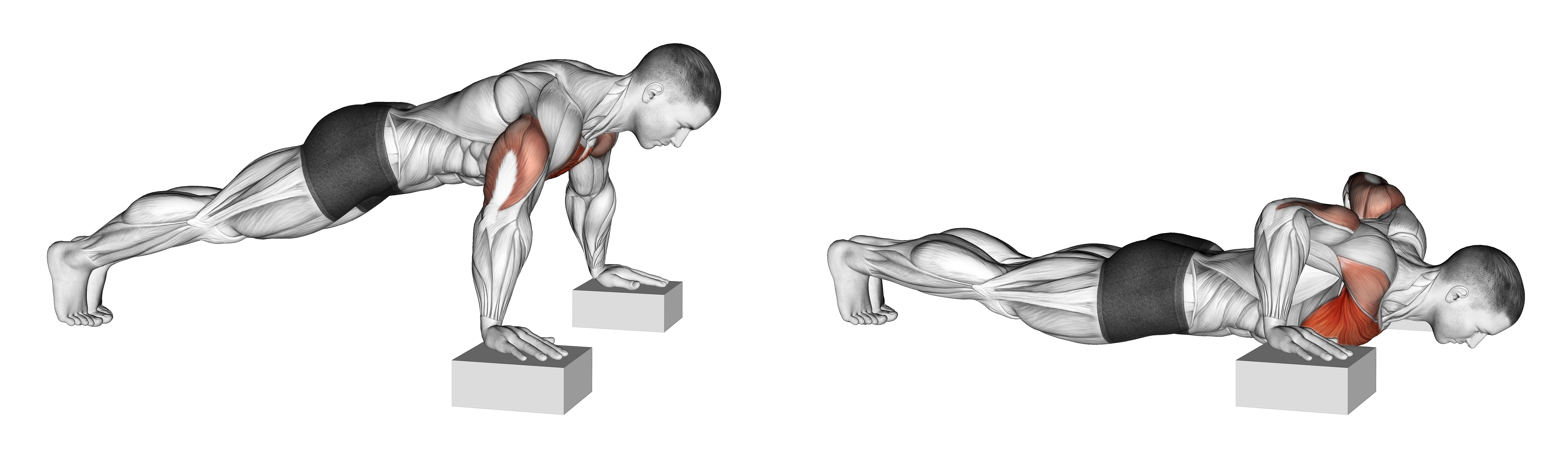 Elevanted Push Up
