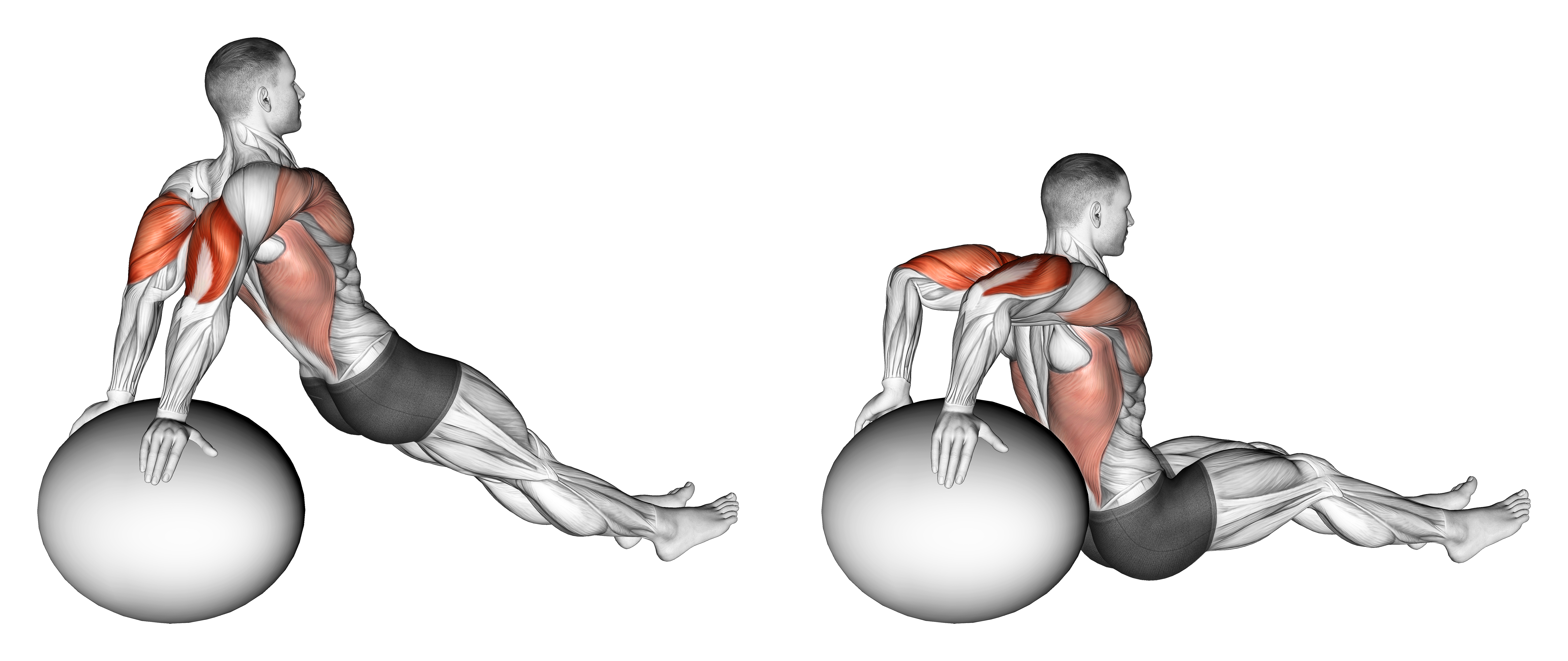 Exercise Ball Dip