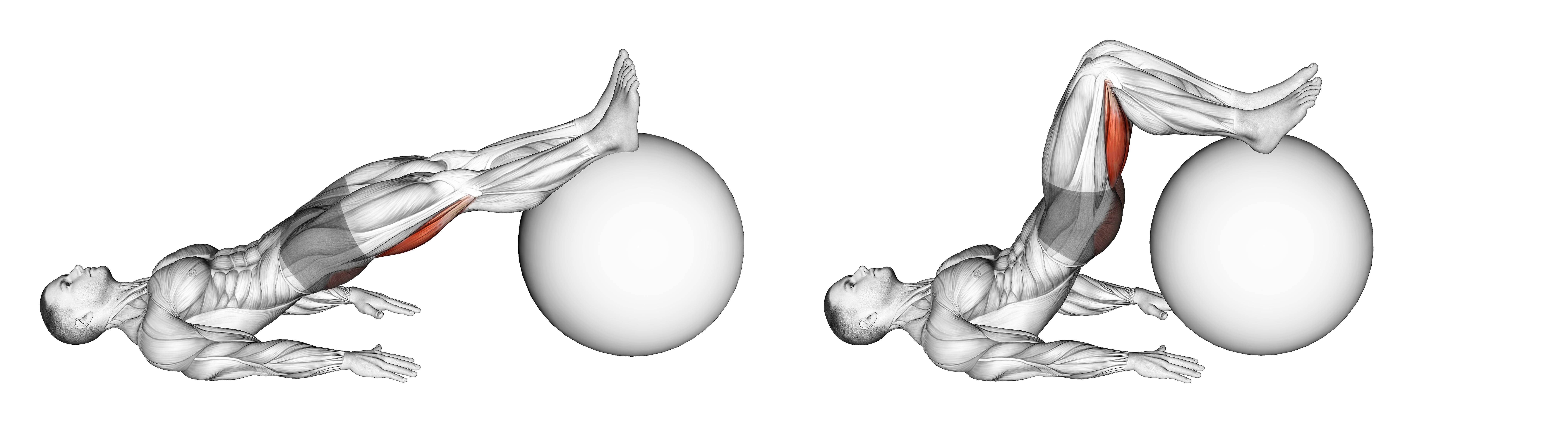 Exercise Ball Leg Curl
