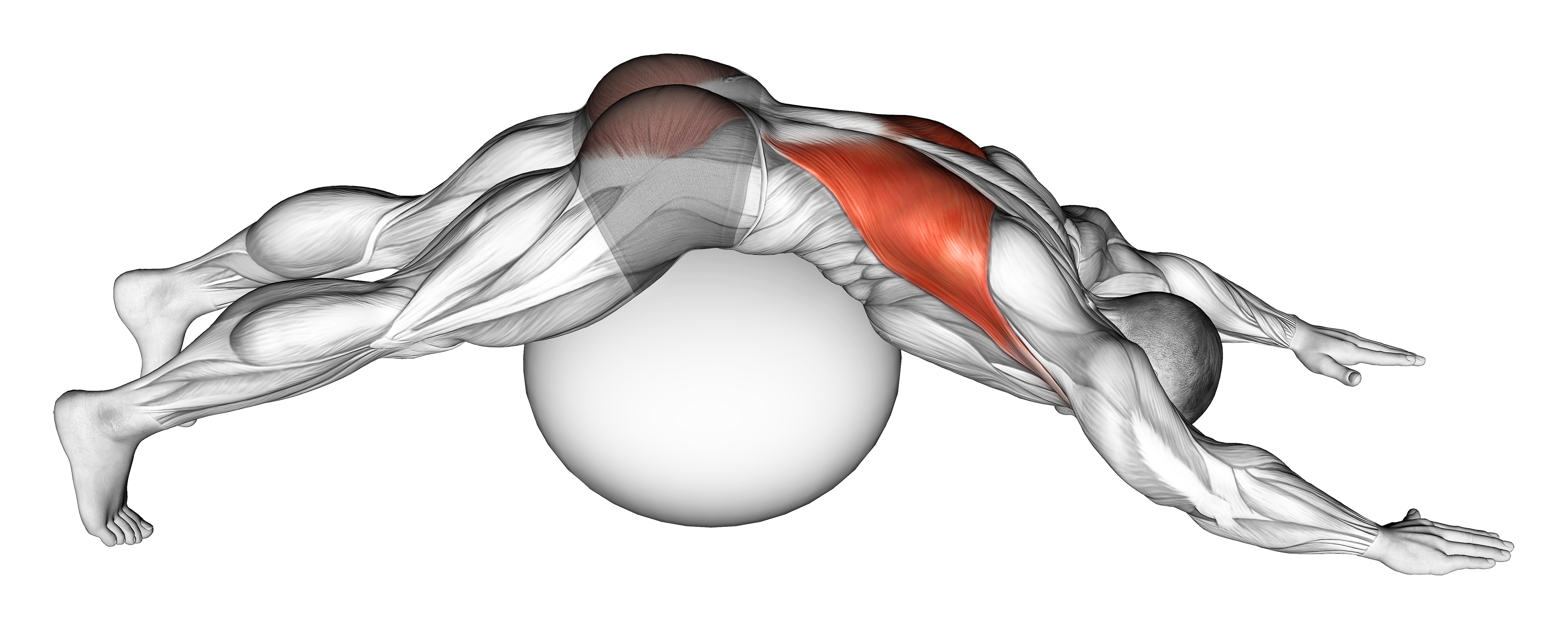 Exercise Ball Lower Back Prone Stretch