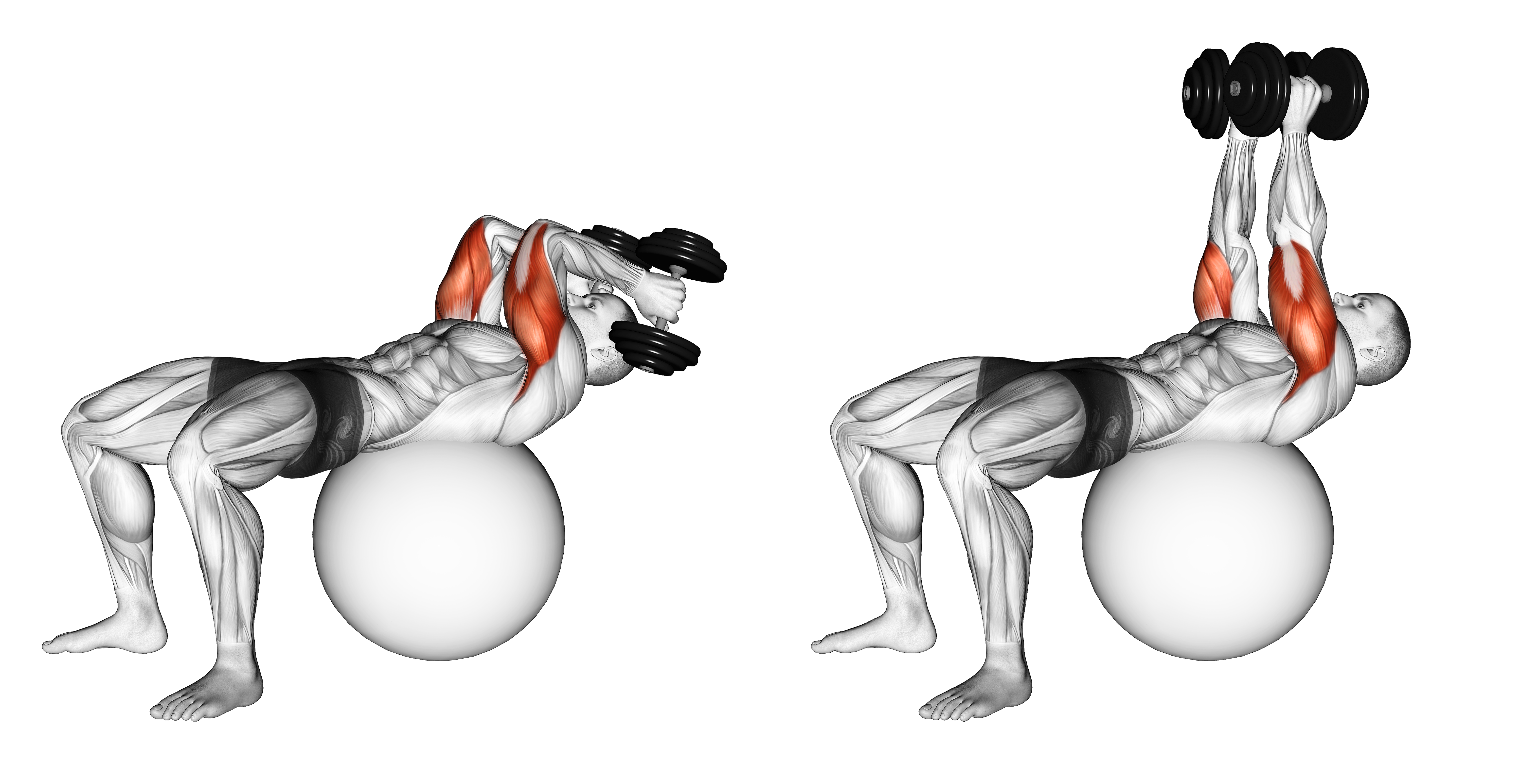 Exercise Ball Supine Triceps Extension