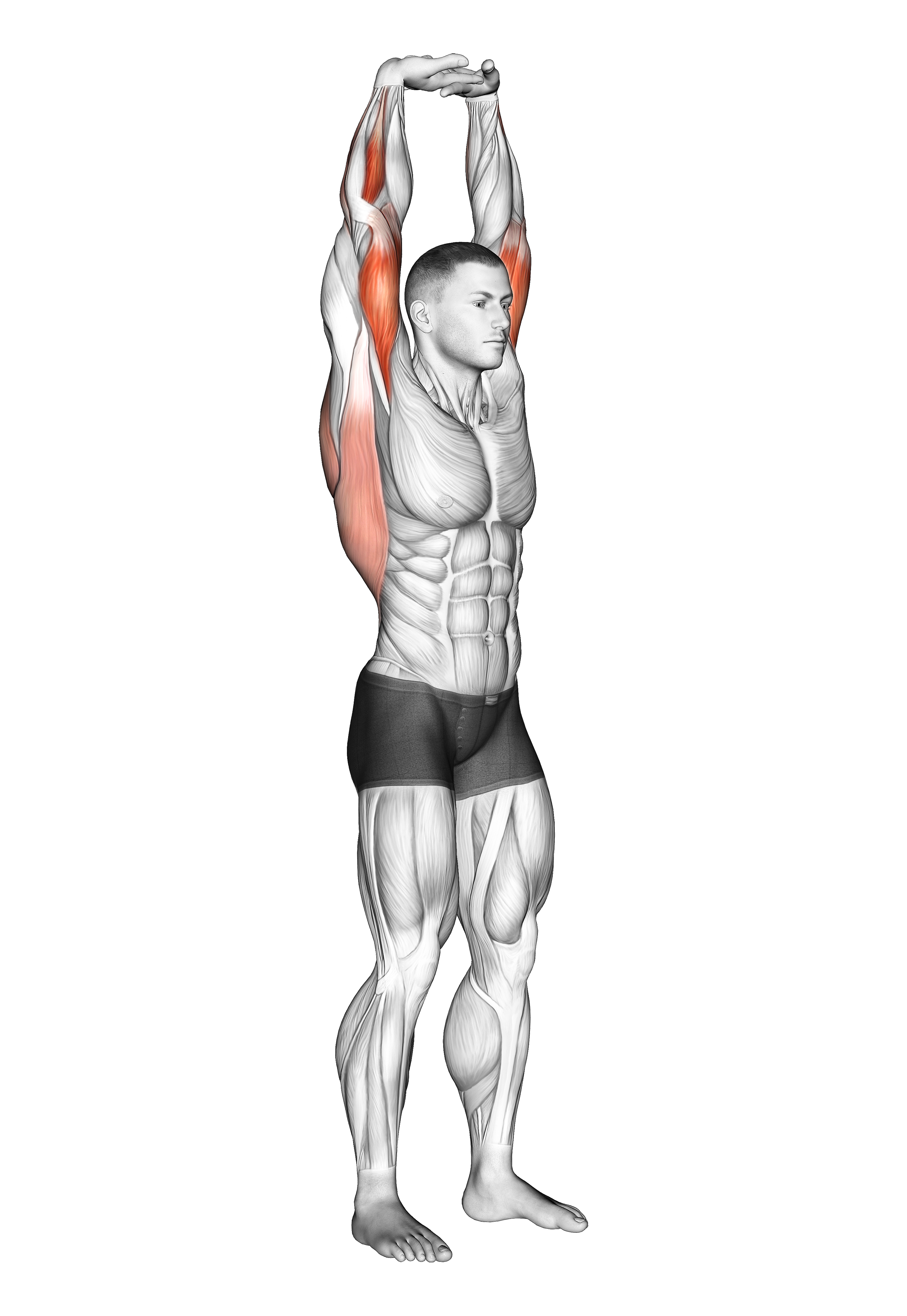 Extension Of Arms In Vertical Stretch