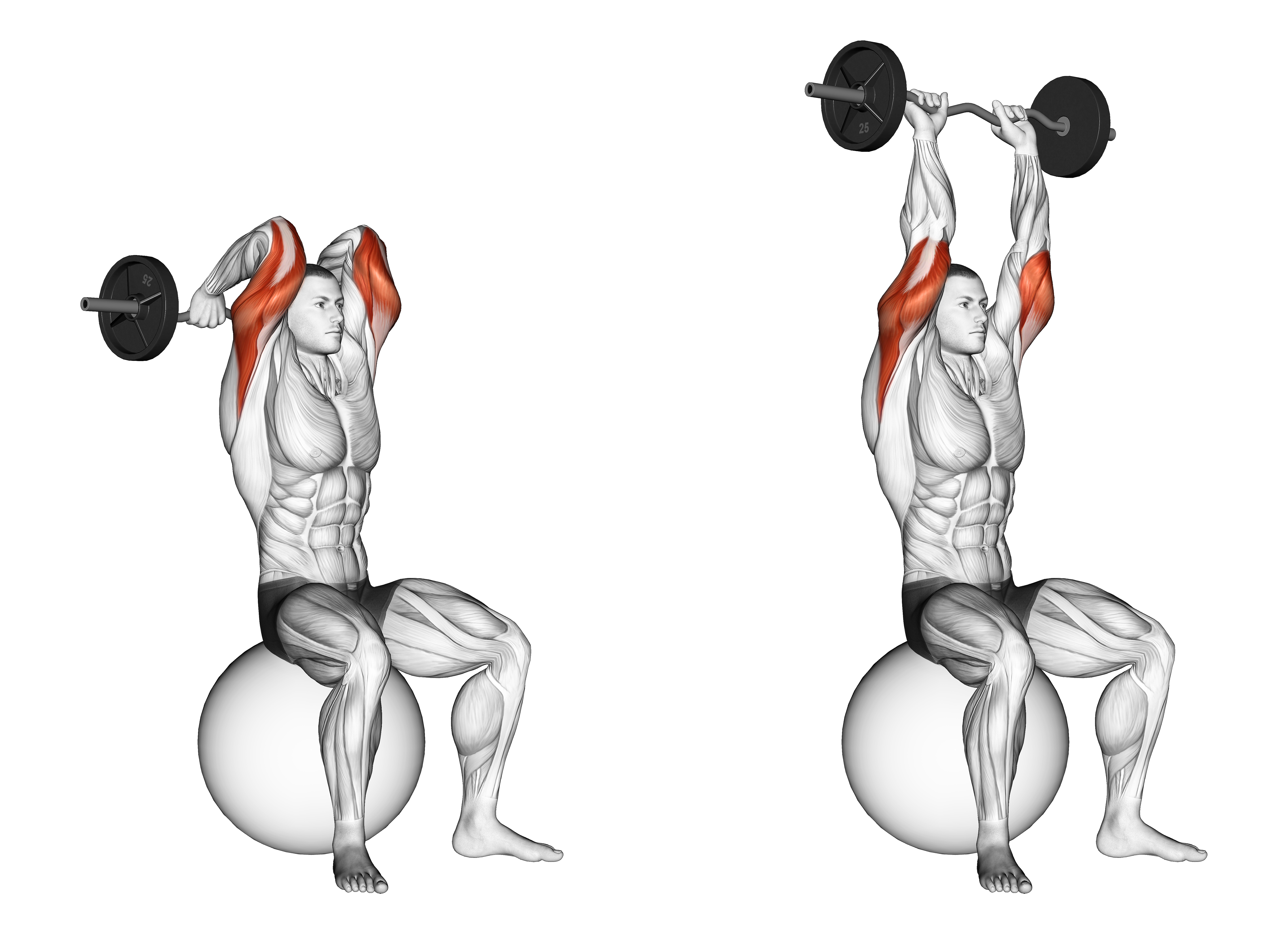 Ez Bar French Press On Exercise Ball