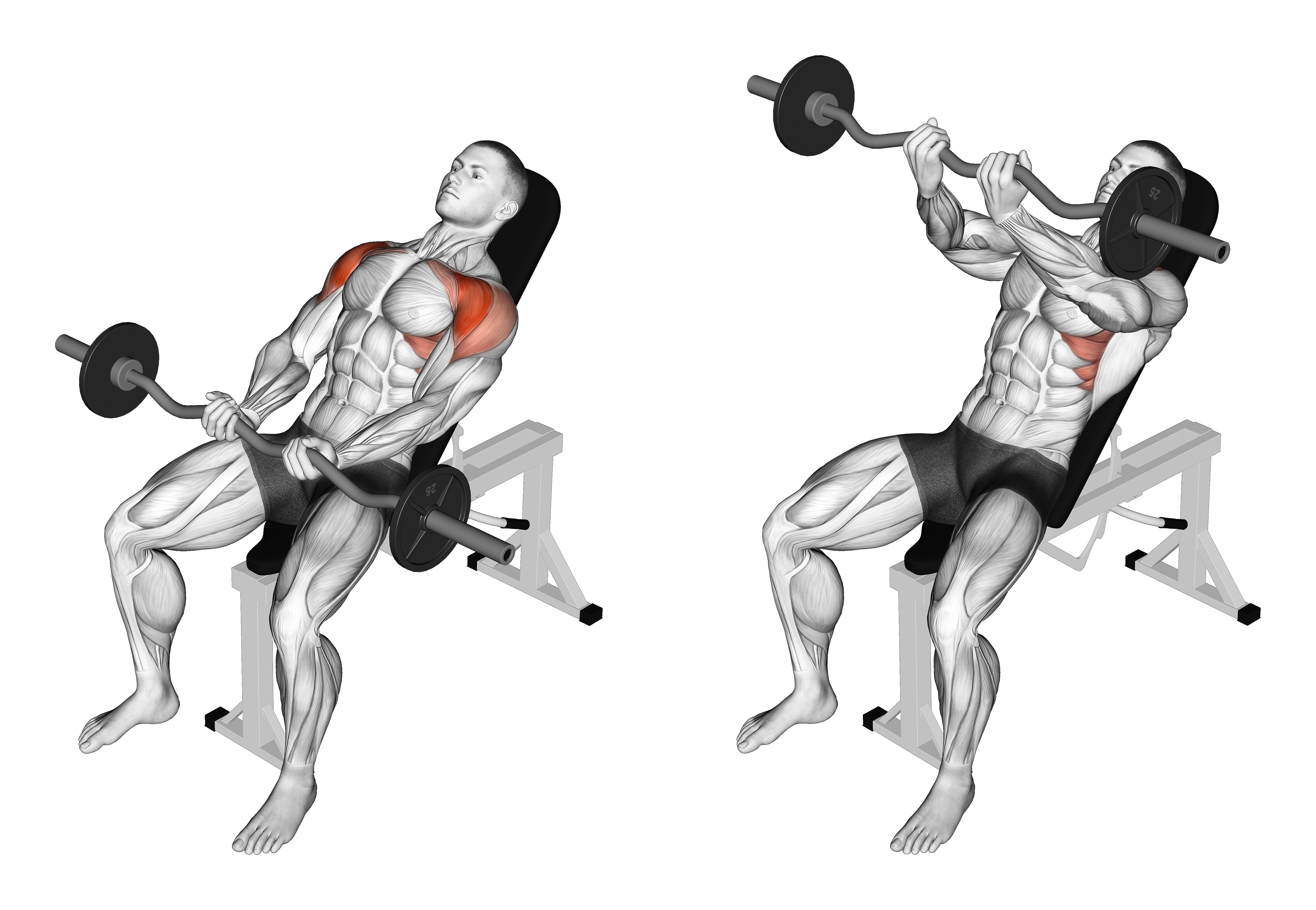 Ez Bar Incline Front Raise