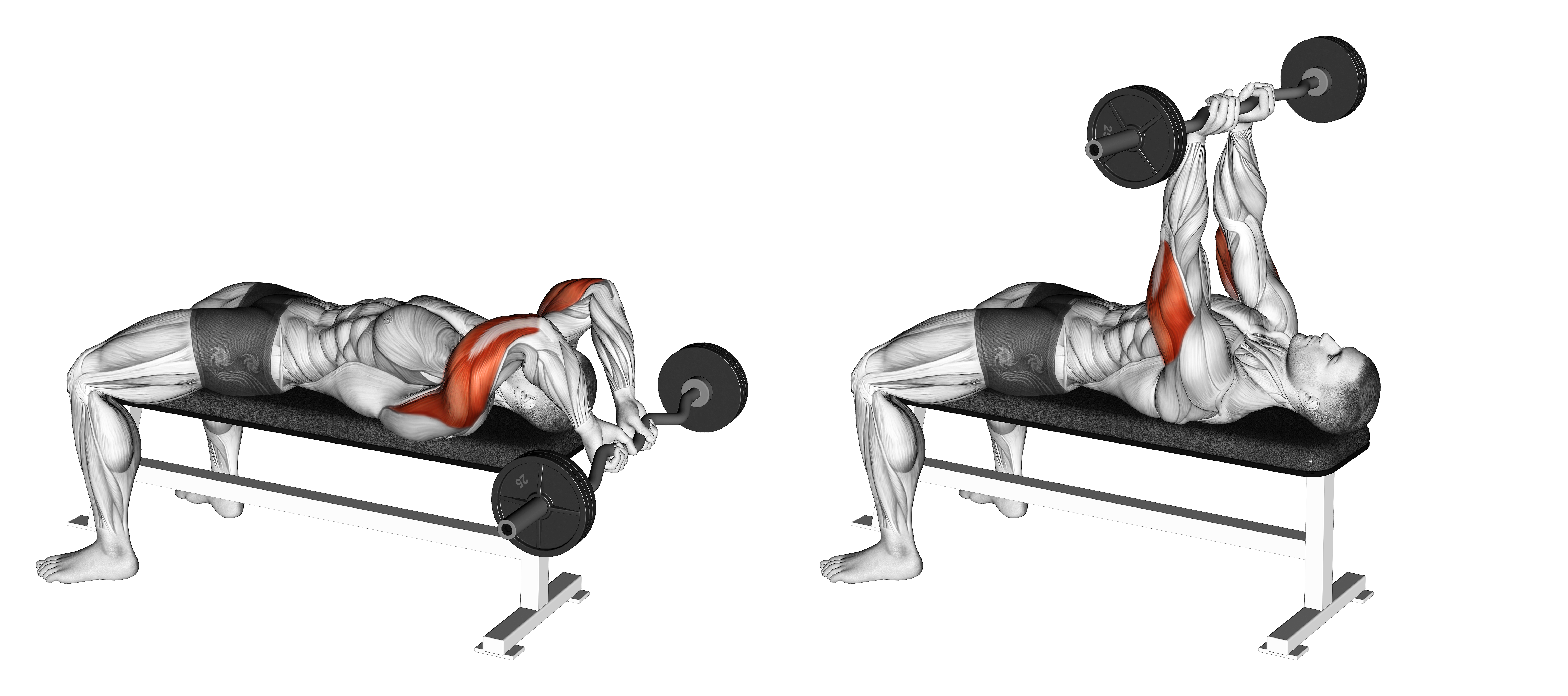 Ez Bar Lying Close Grip Triceps Extension Behind Head