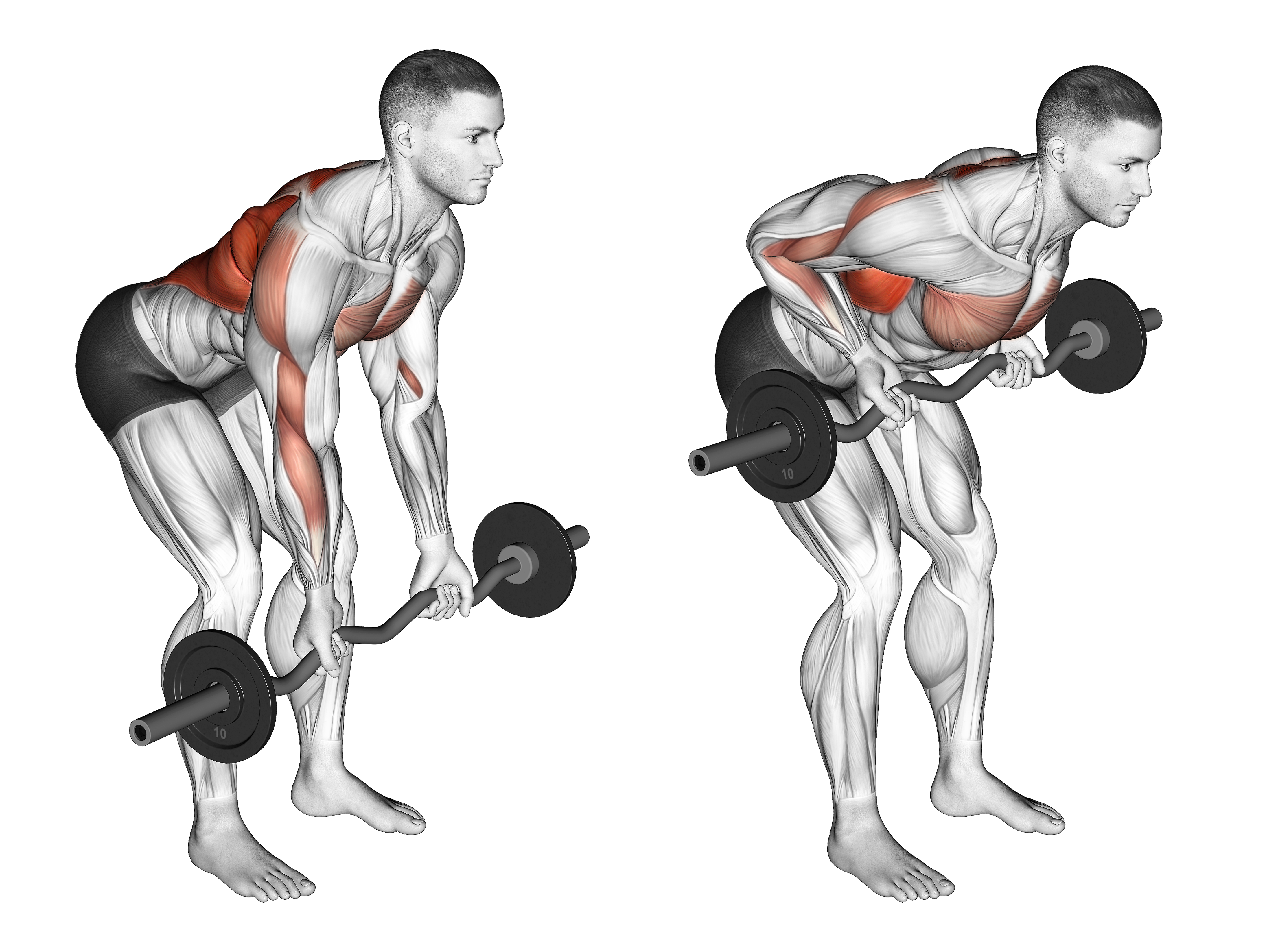 Ez Bar Reverse Grip Bent Over Row