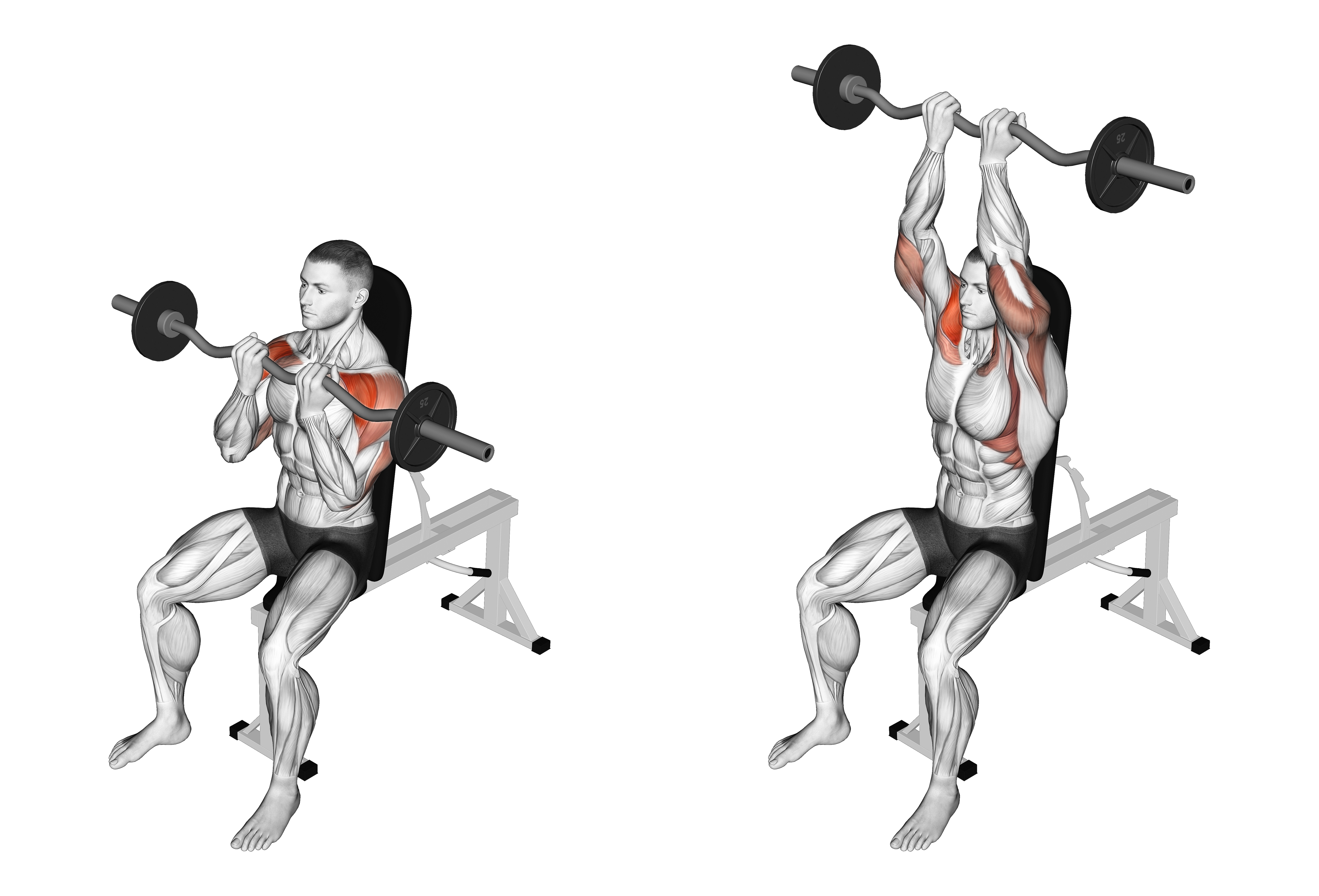 Ez Bar Seated Close Grip Shoulder Press