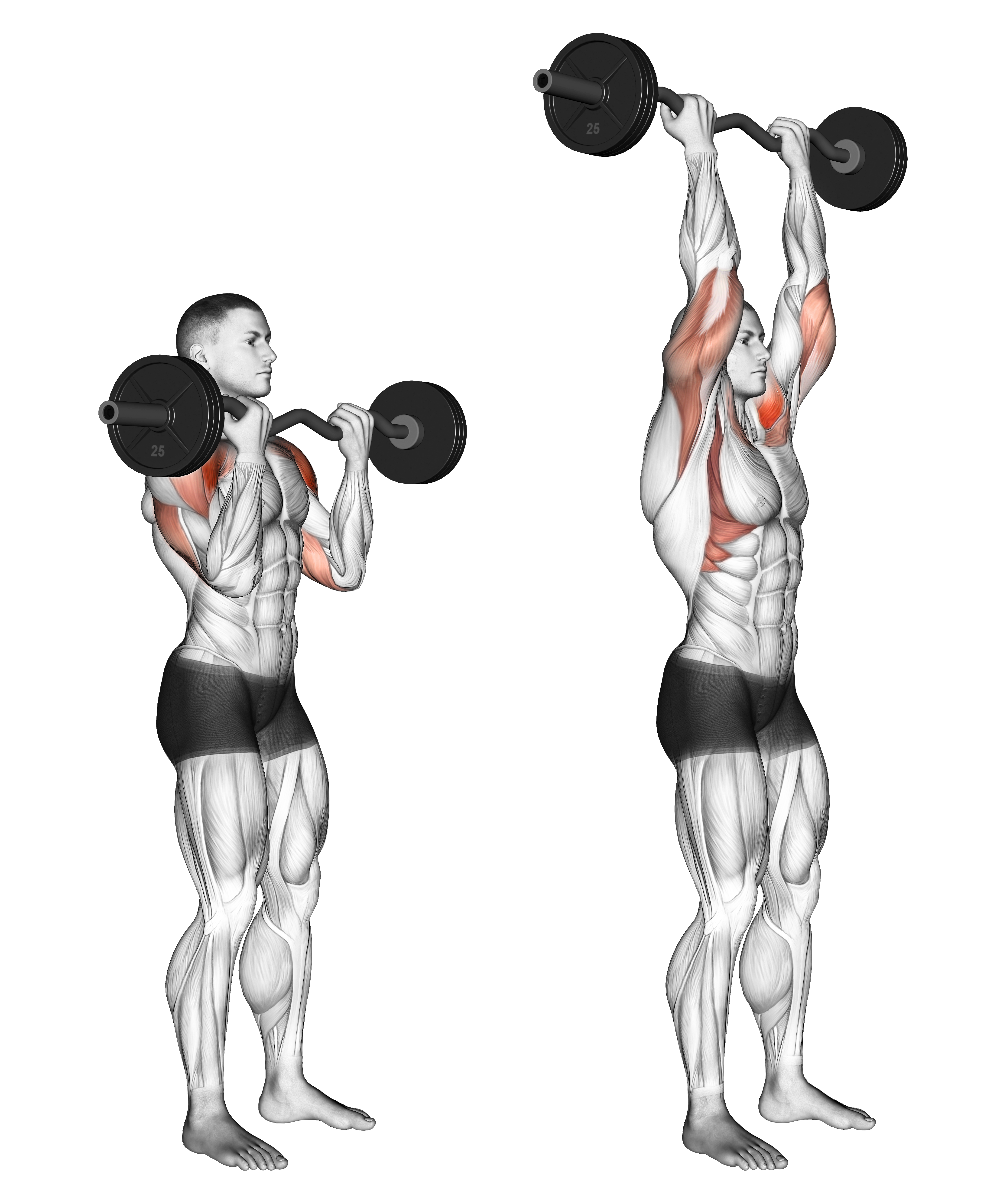Ez Bar Standing Overhead Press