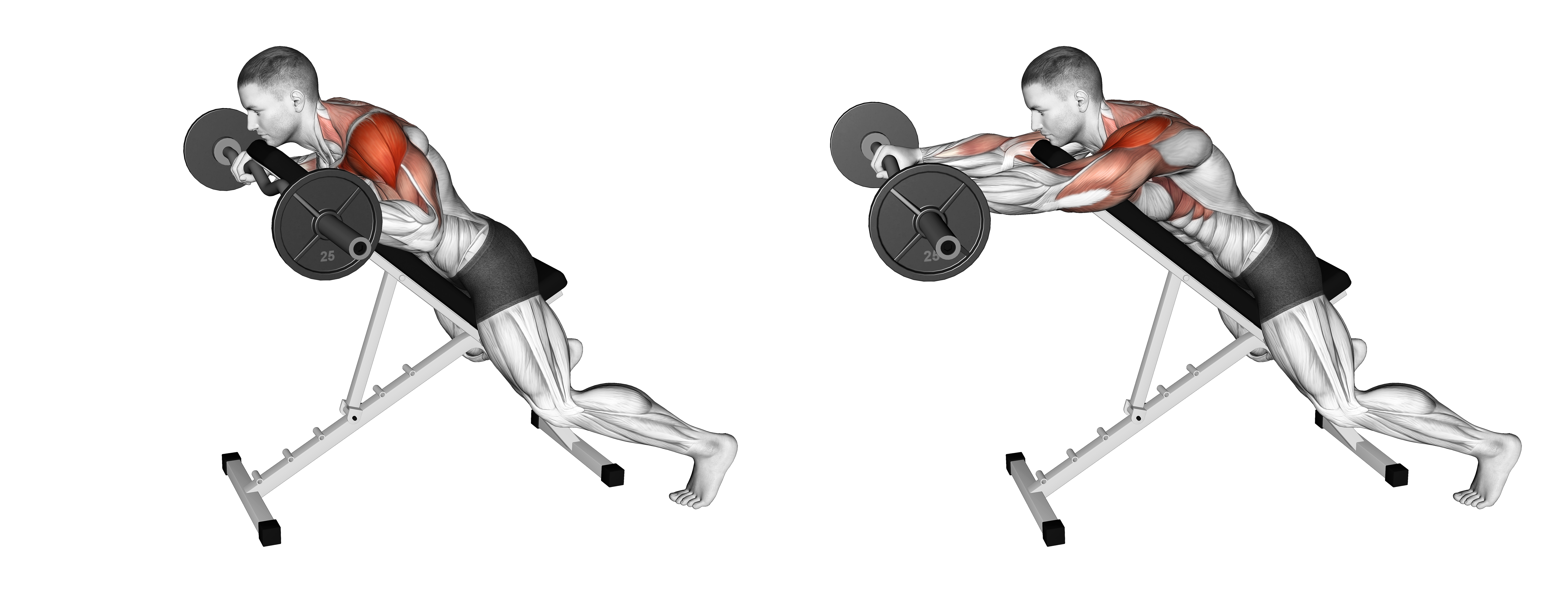 Ez Barbell Anti Gravity Press