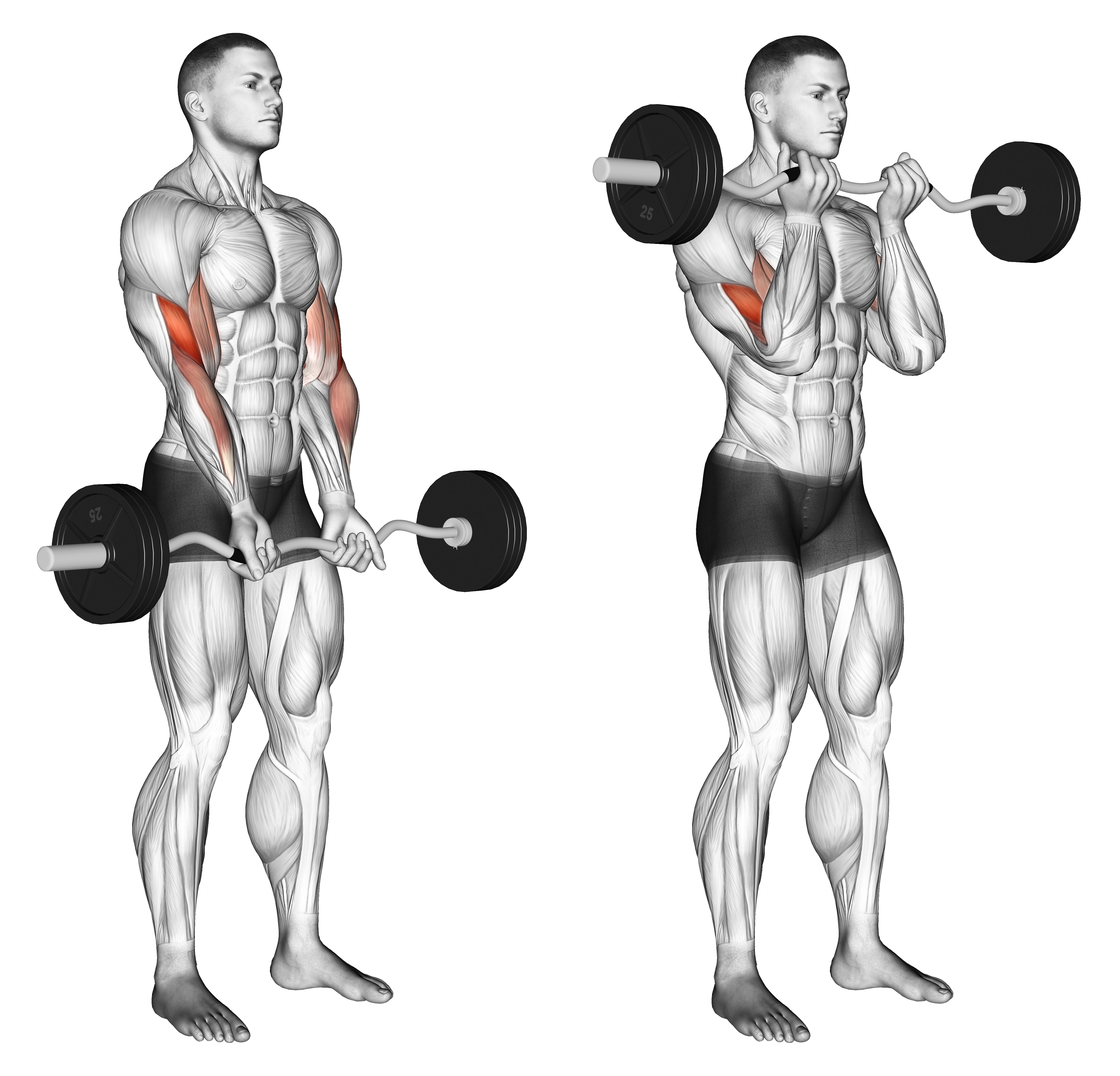 Ez Barbell Close Grip Curl