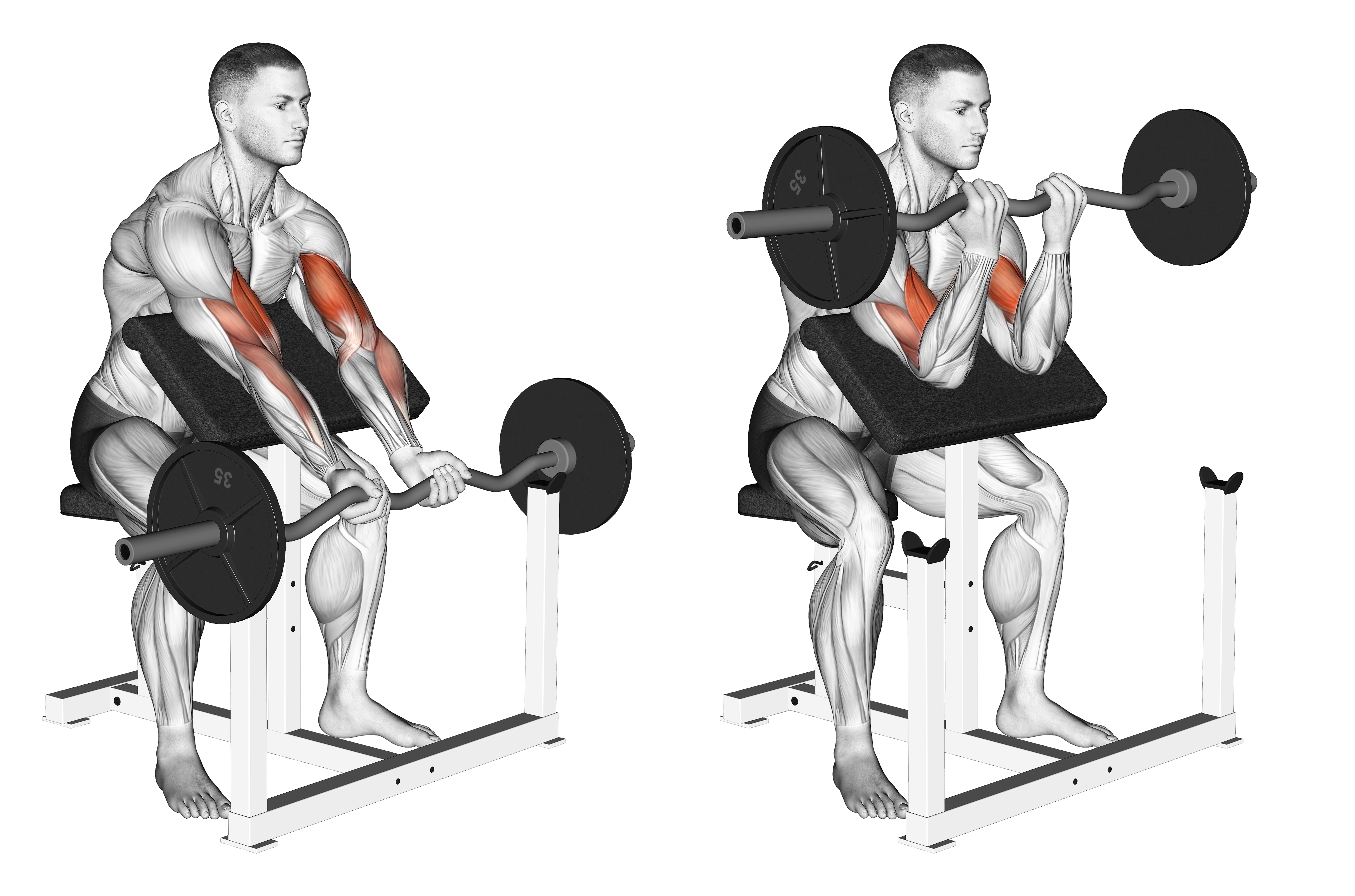 Ez Barbell Close Grip Preacher Curl