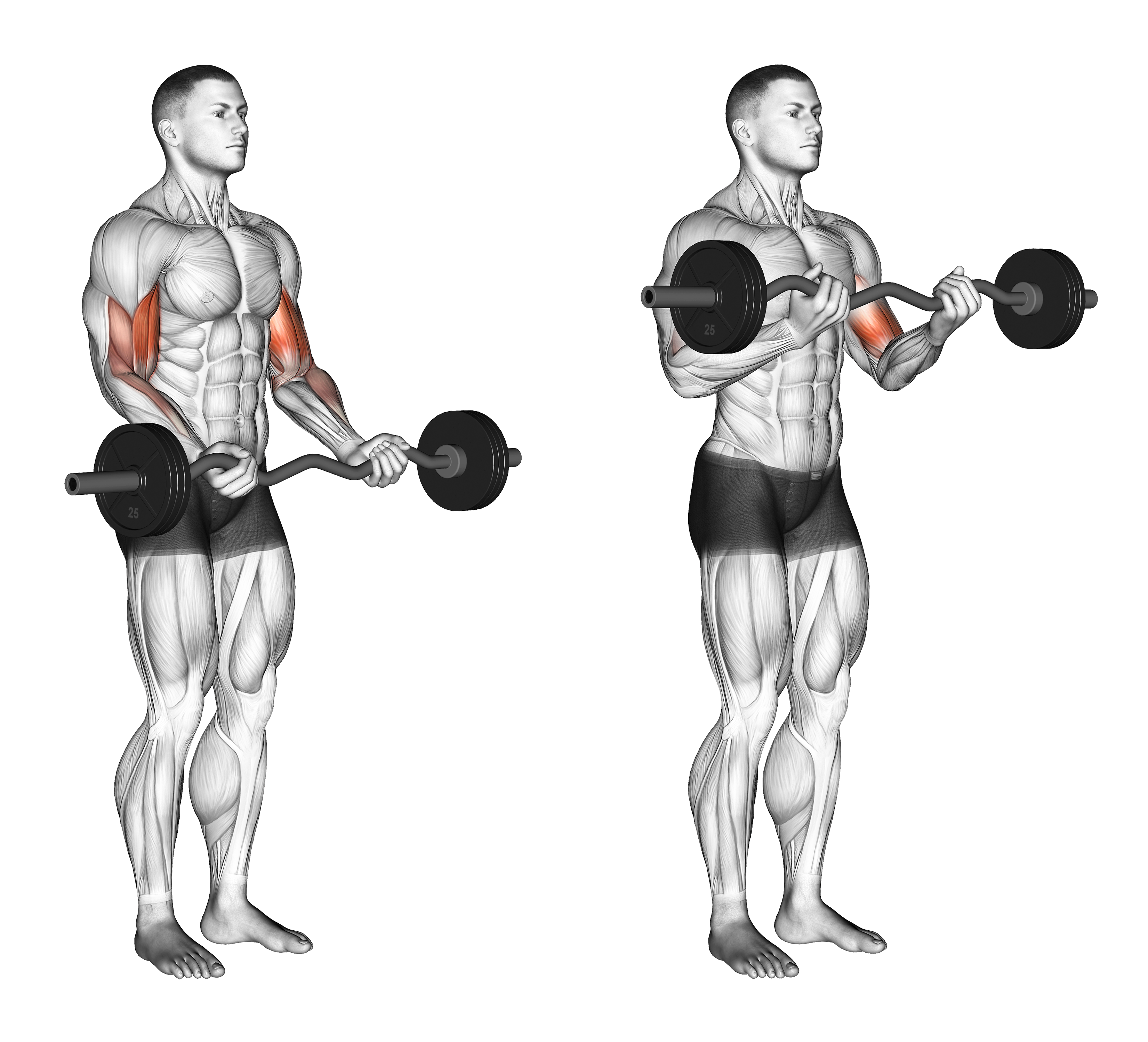 Ez Barbell Curl