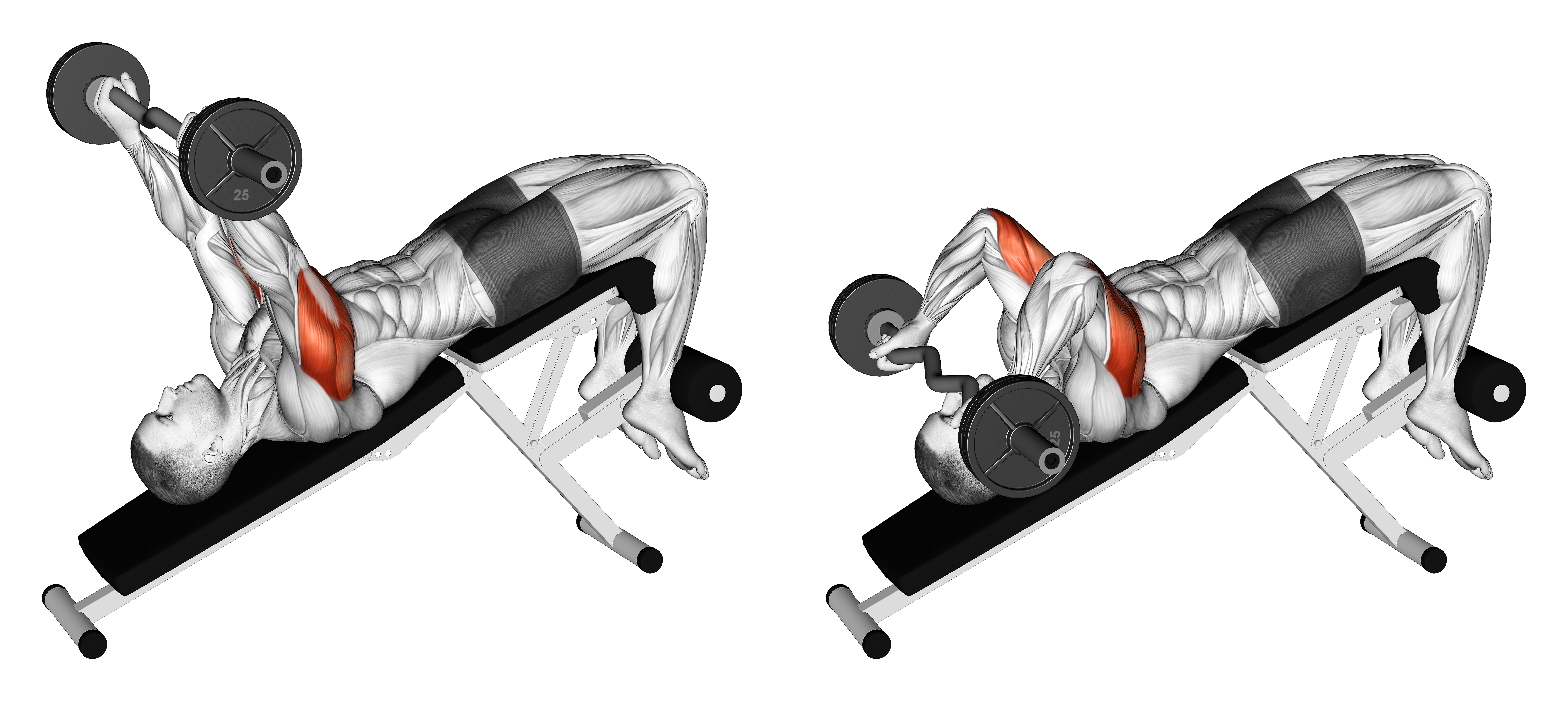 Ez Barbell Decline Triceps Extension