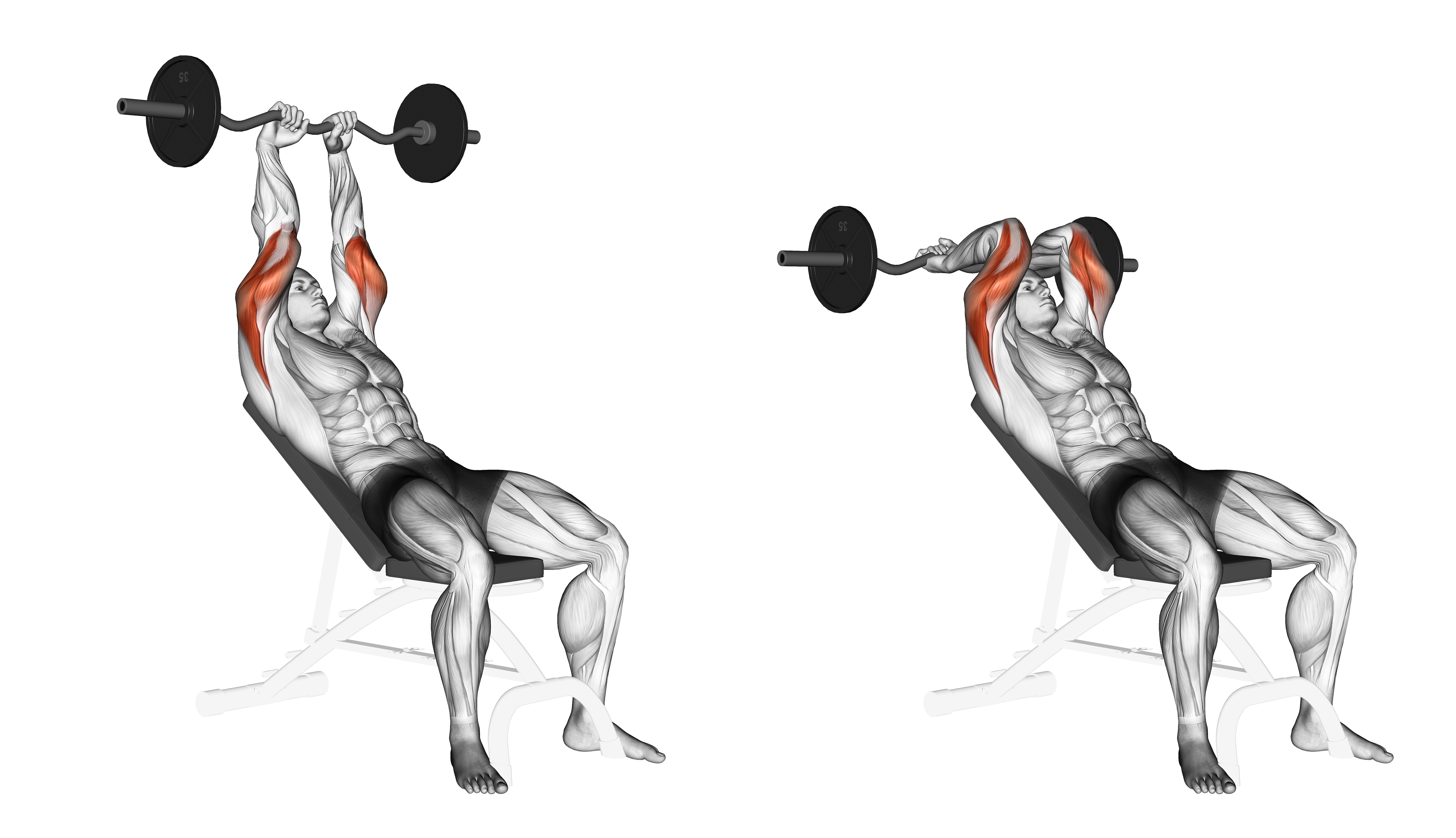 Ez Barbell Incline Triceps Extension