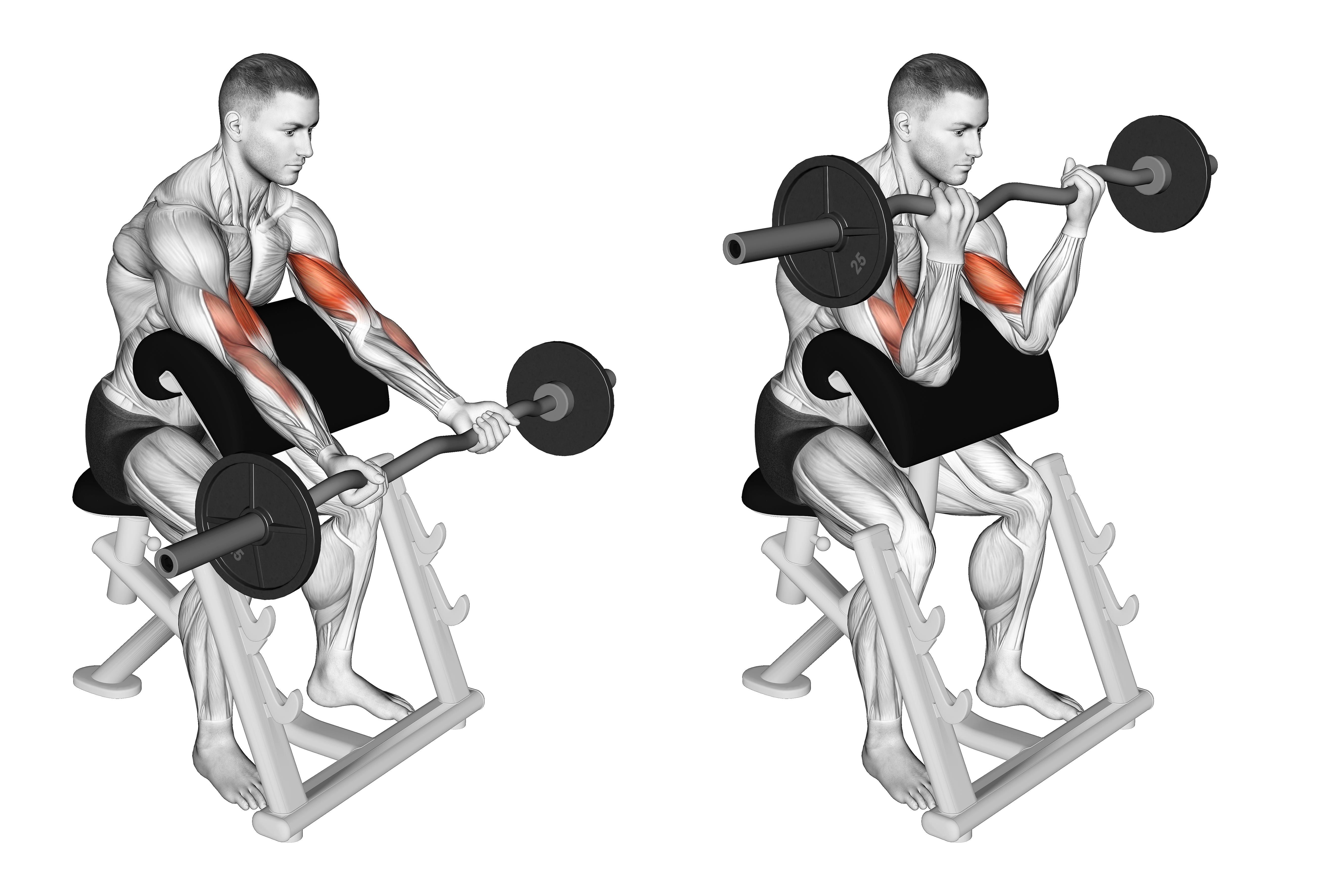 Ez Barbell Preacher Curl