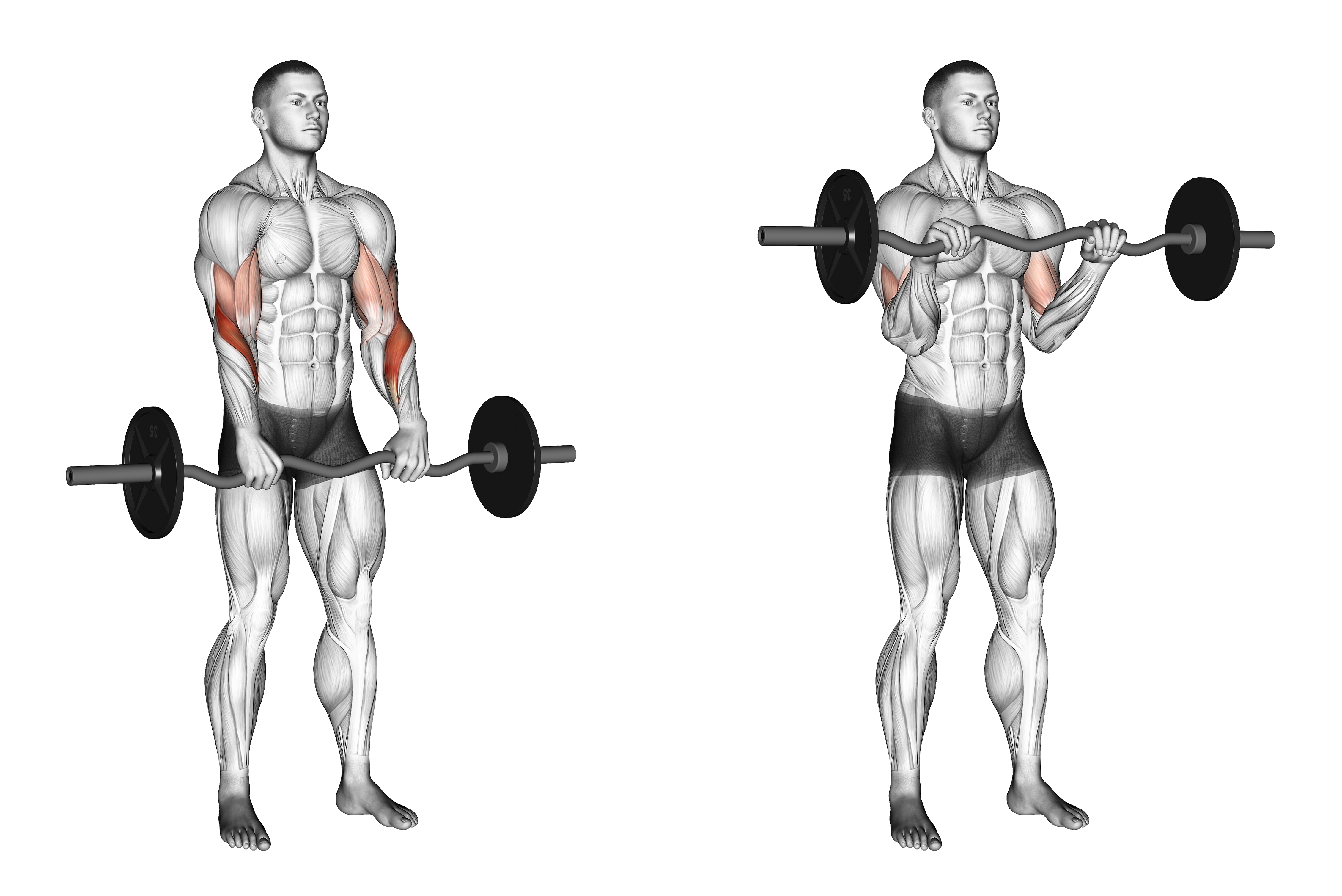 Ez Barbell Reverse Grip Curl