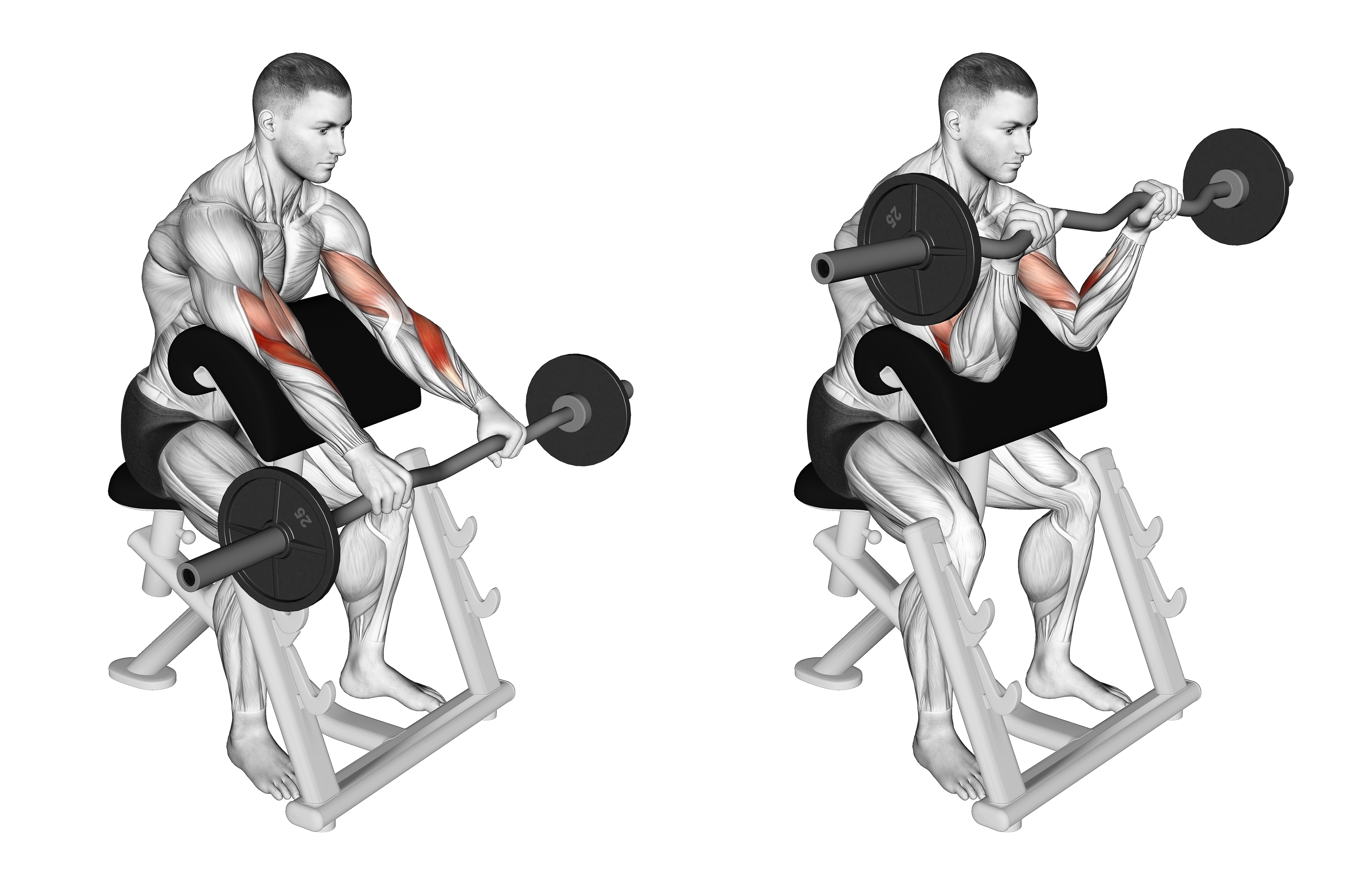 Ez Barbell Reverse Grip Preacher Curl