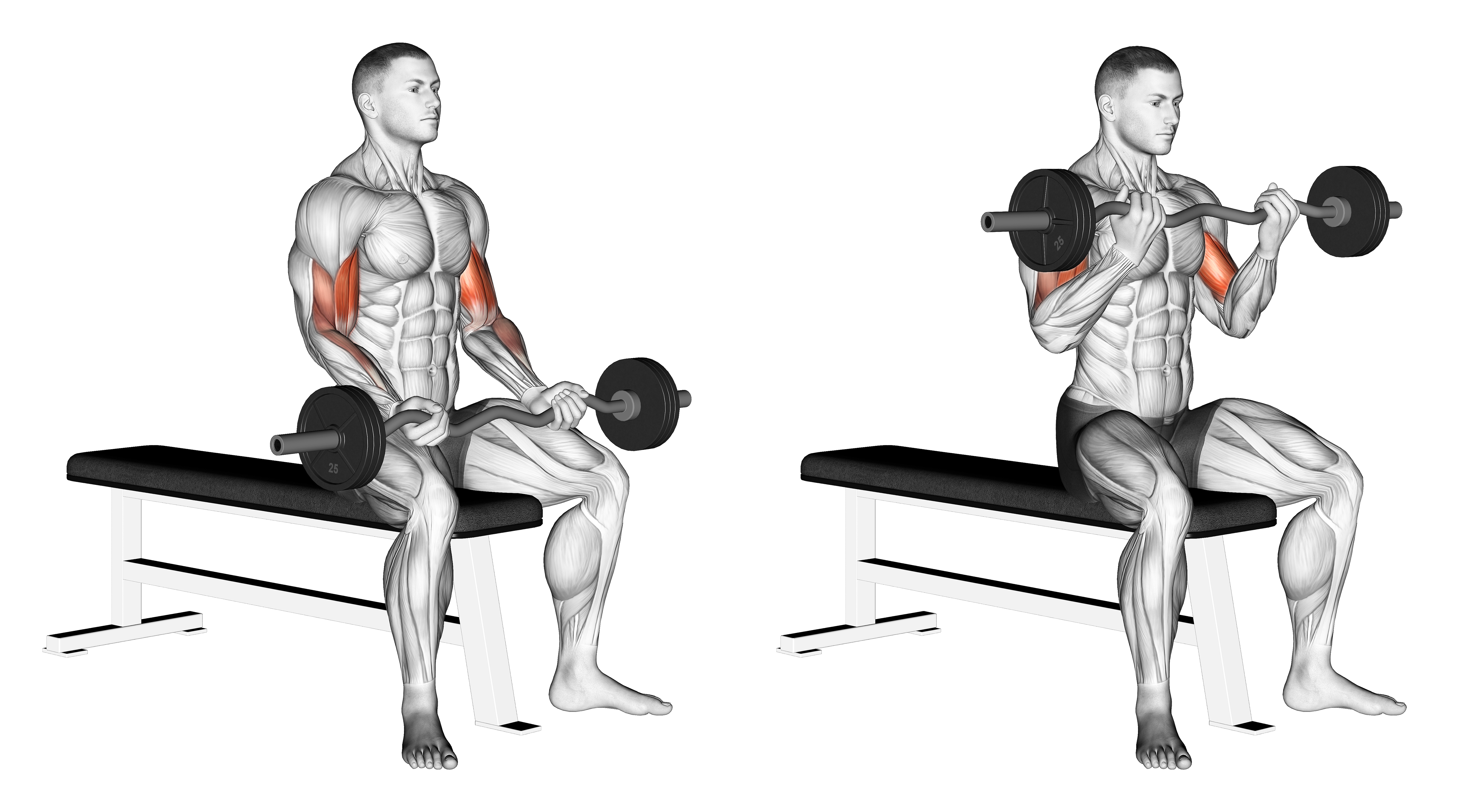 Ez Barbell Seated Curls