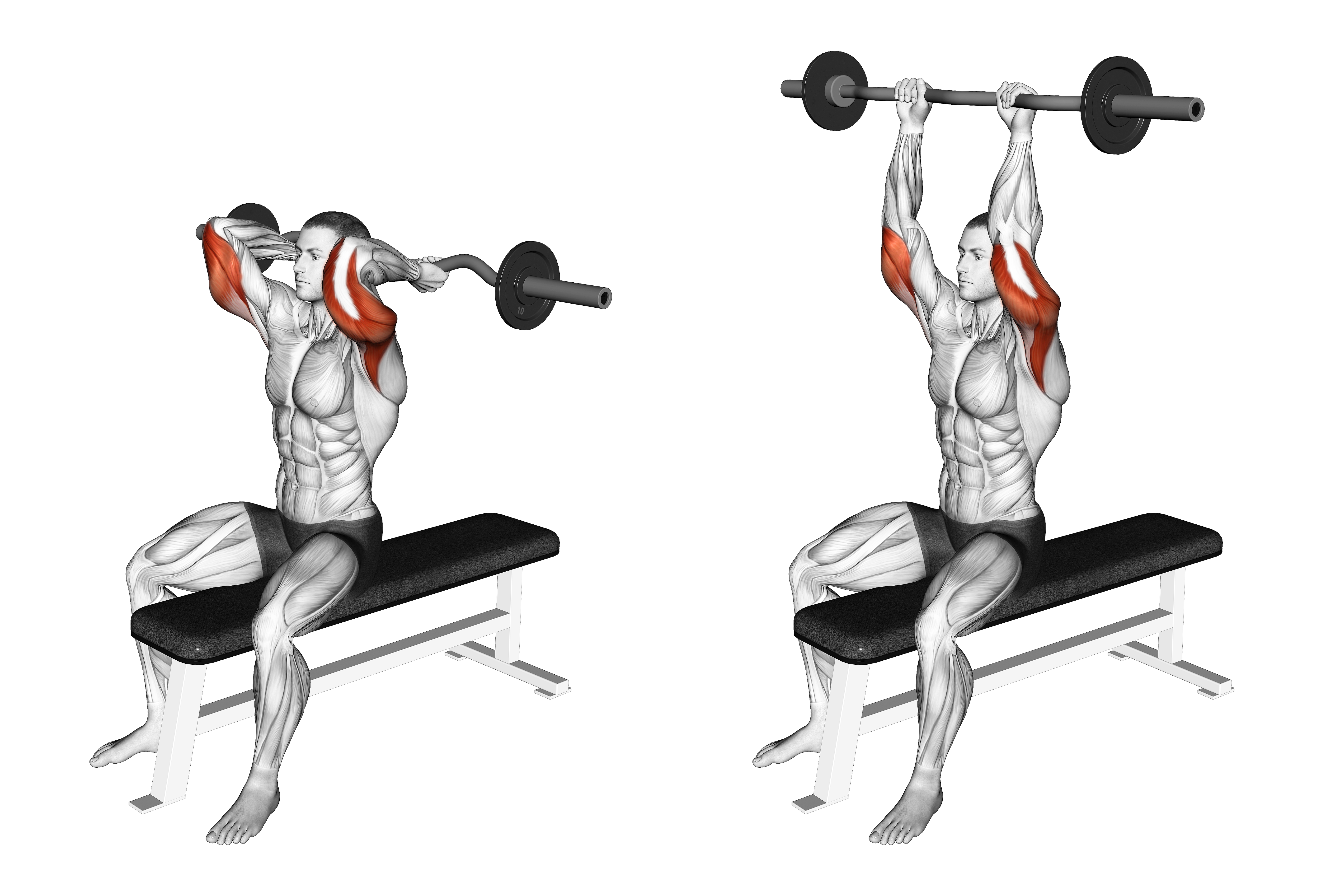 Ez Barbell Seated Triceps Extension