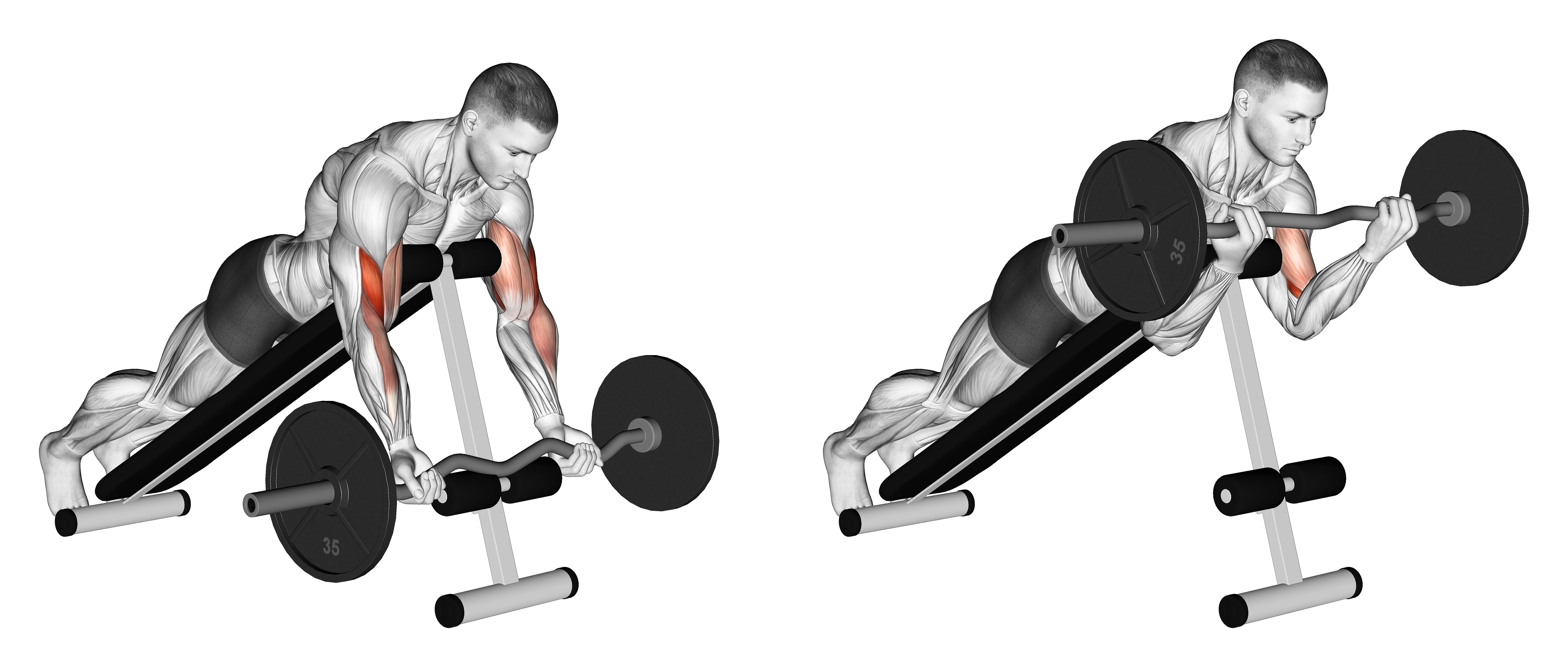 Ez Barbell Spider Curl