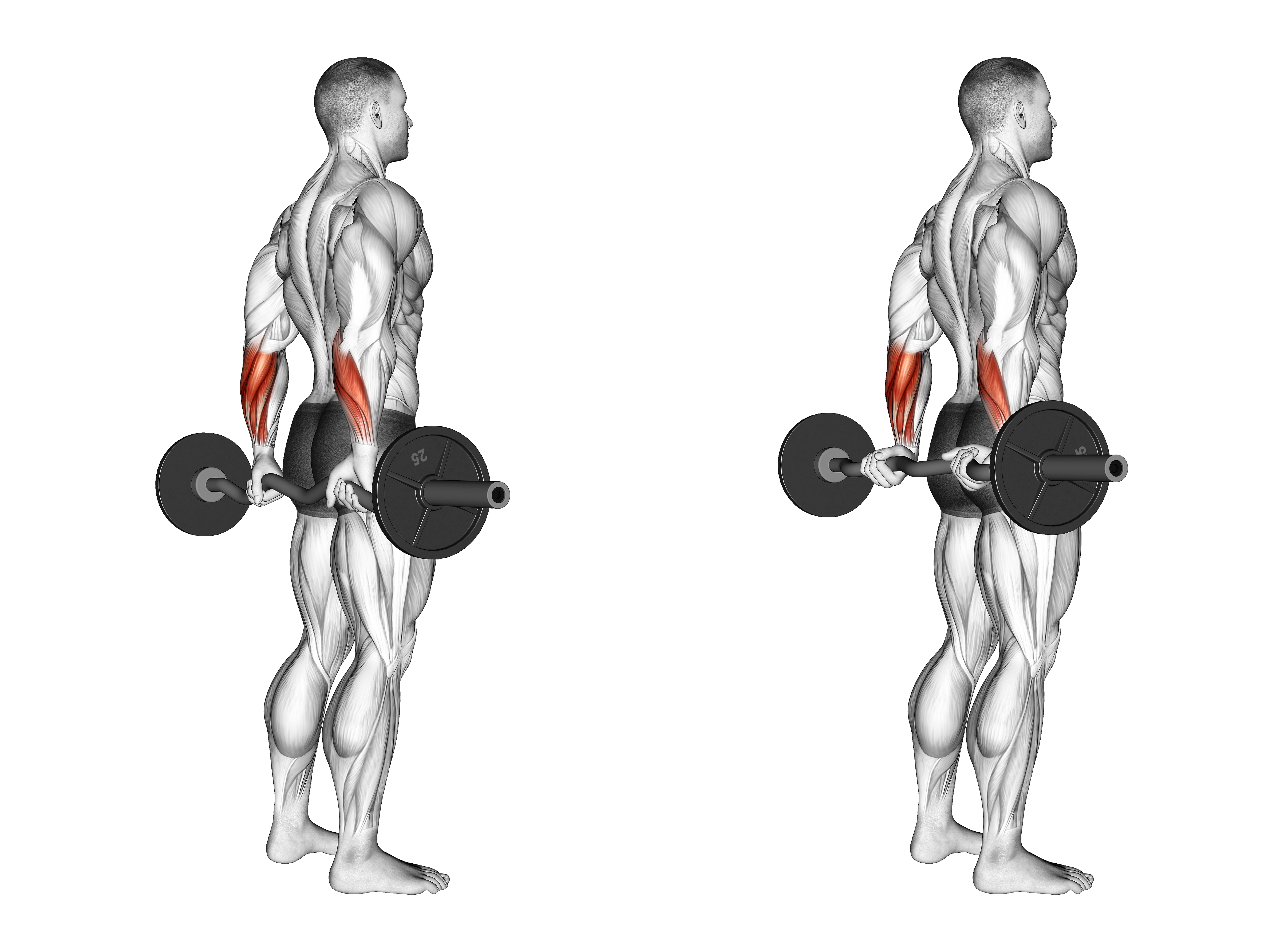 Ez Barbell Standing Back Wrist Curl