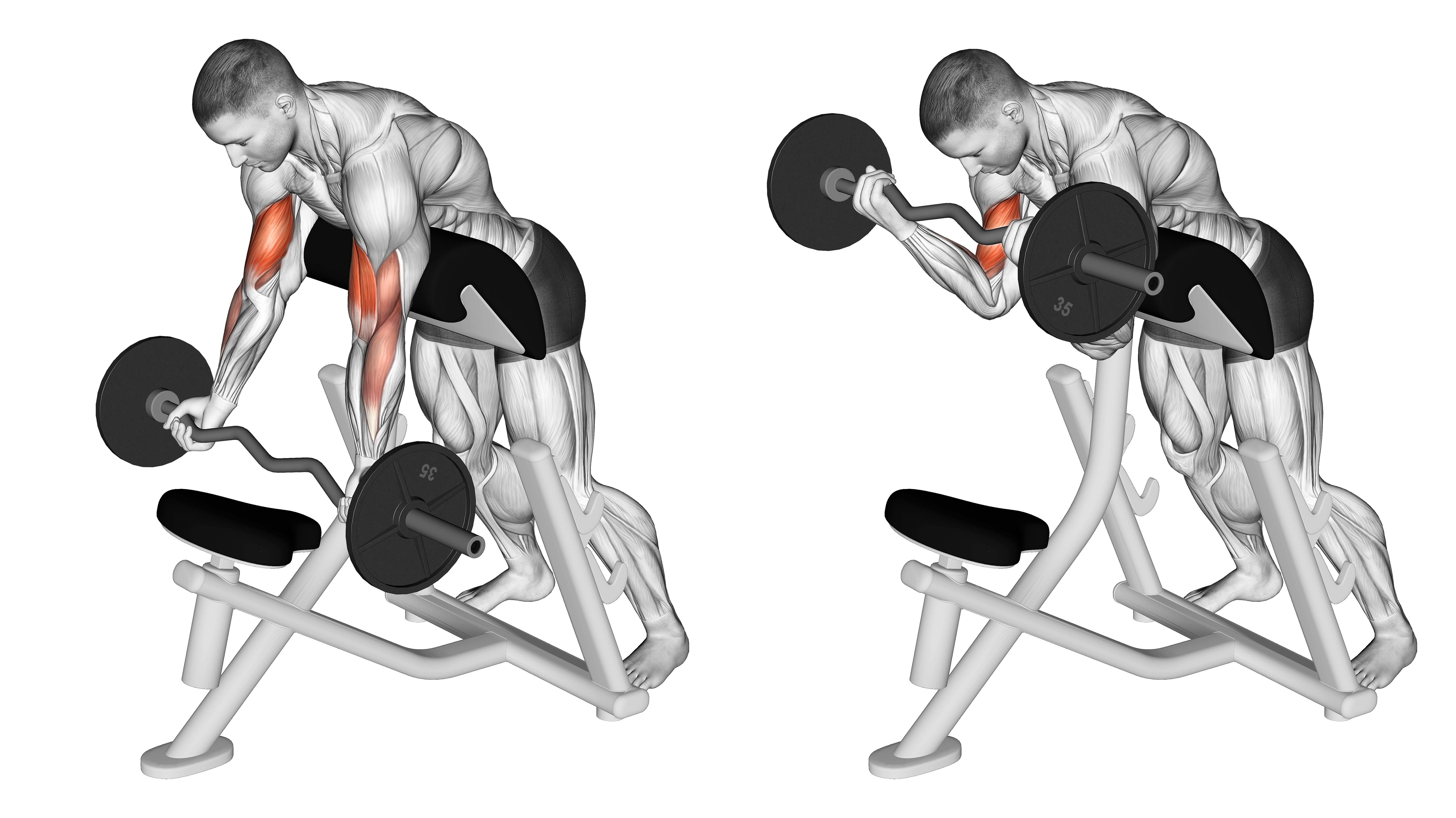 Ez Barbell Standing Preacher Curl