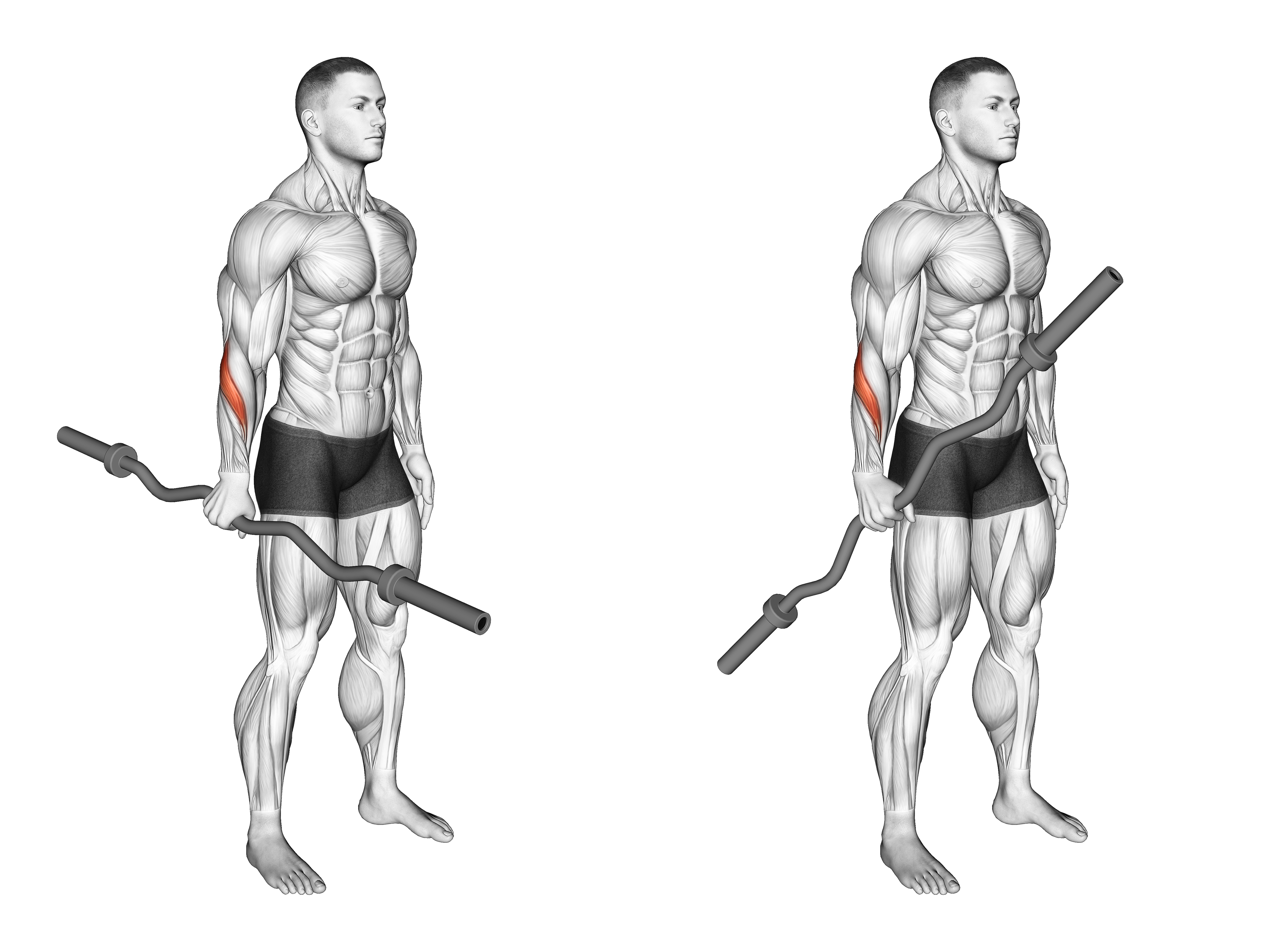 Ez Barbell Standing Single Arm Neutral Wrist Curl