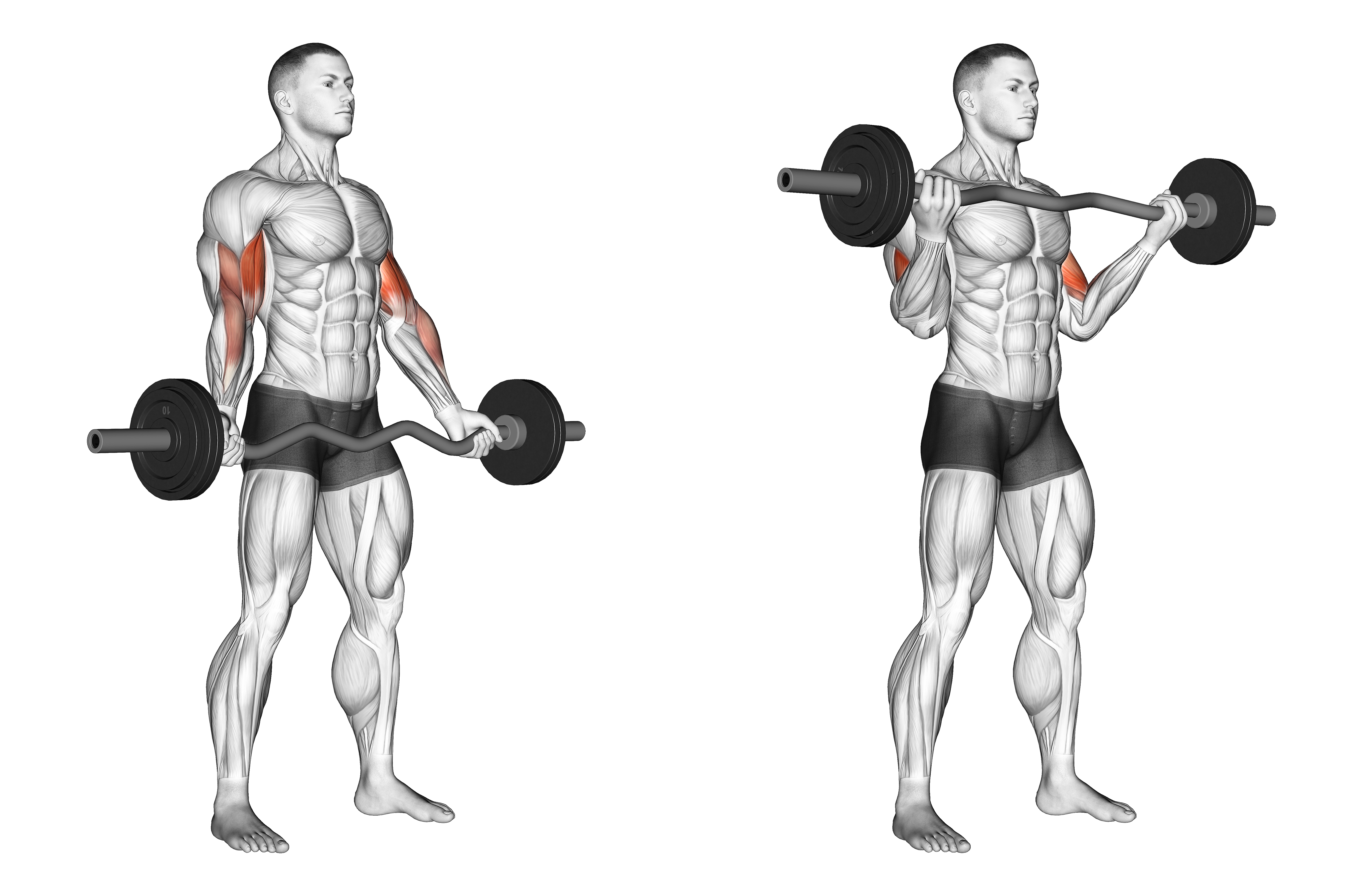 Ez Barbell Standing Wide Grip Biceps Curl