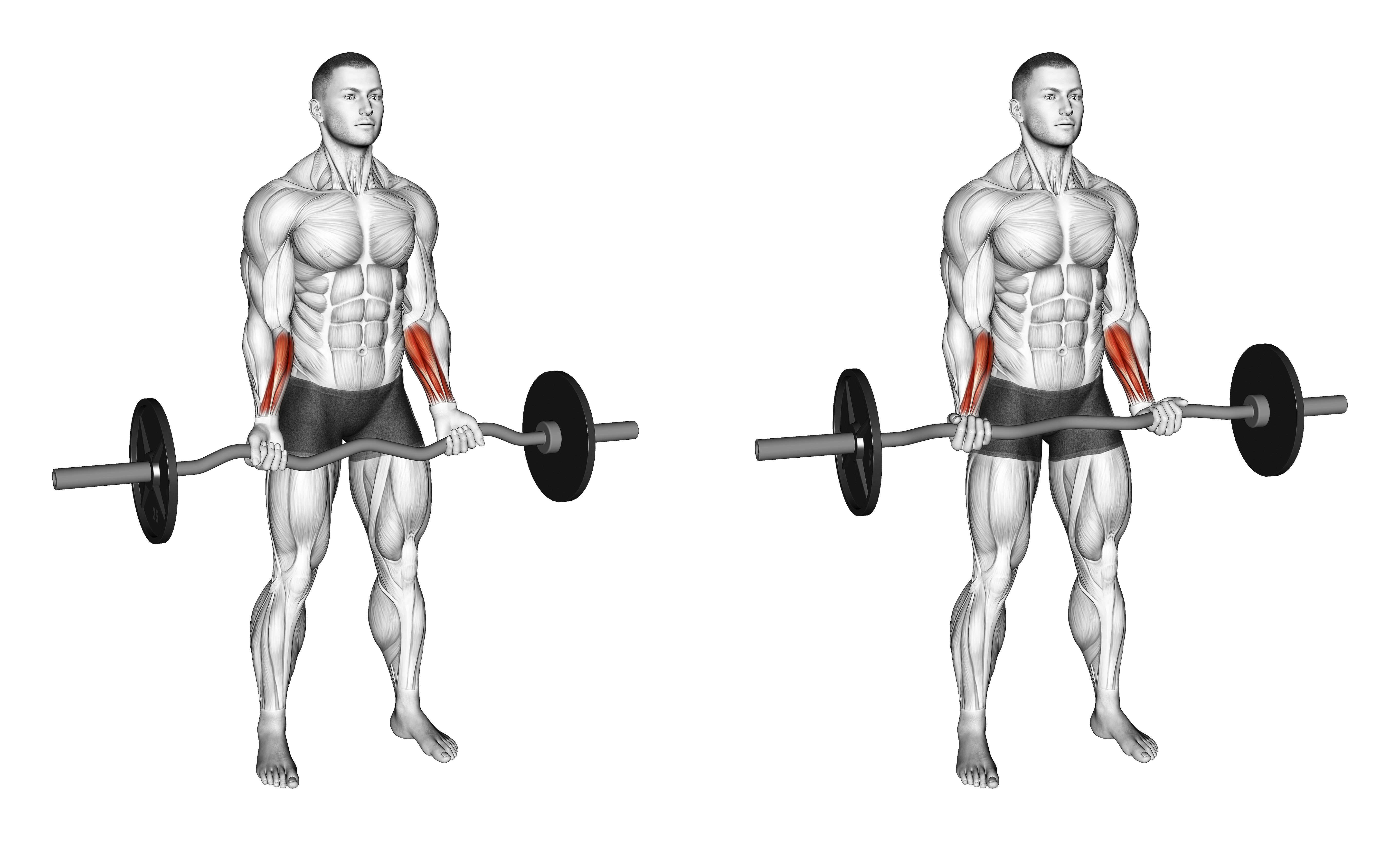 Ez Barbell Standing Wrist Curl