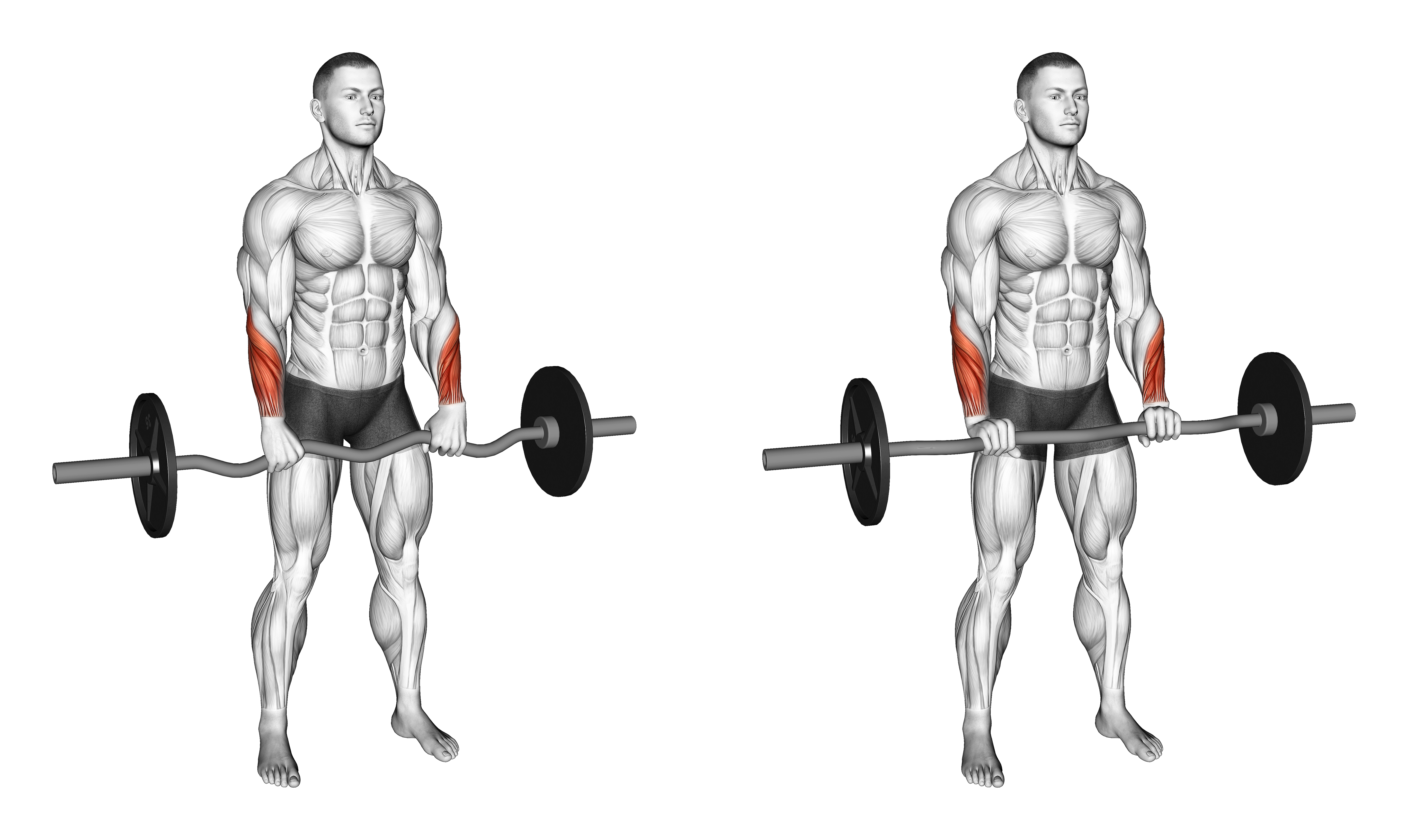 Ez Barbell Standing Wrist Reverse Curl